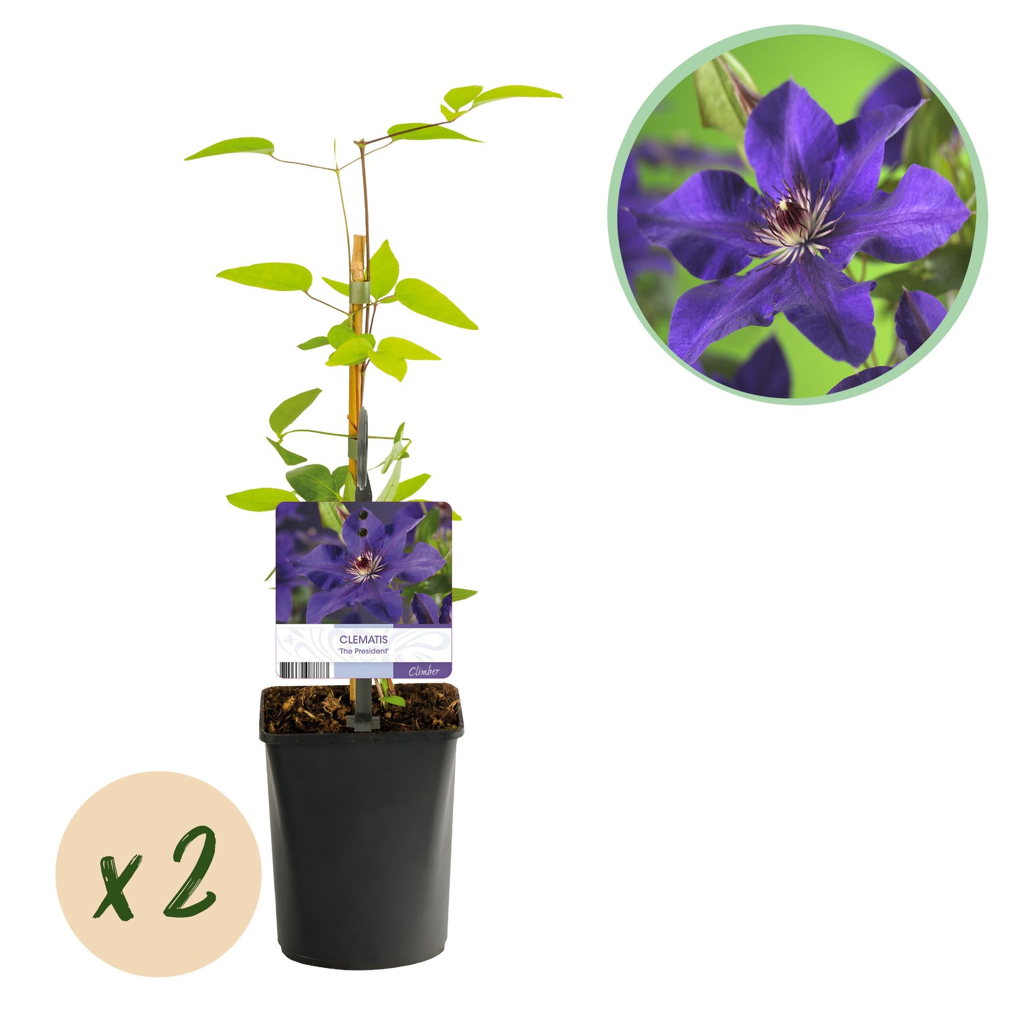 Green boutiQ - Klimplant - Clematis The President - Bloem Roze - Weinig onderhoud -2 planten -  Pot 11cm Hoogte 40cm