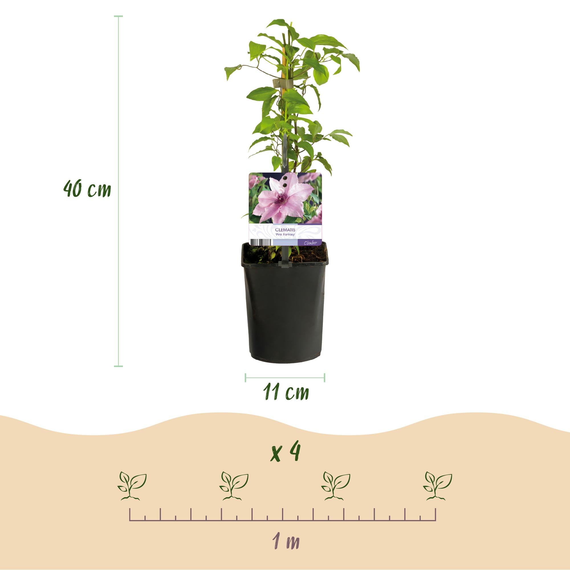 Green boutiQ - Klimplant - Clematis Pink Fantasy - Bloem Roze - Weinig onderhoud -2 planten -  Pot 11cm Hoogte 40cm