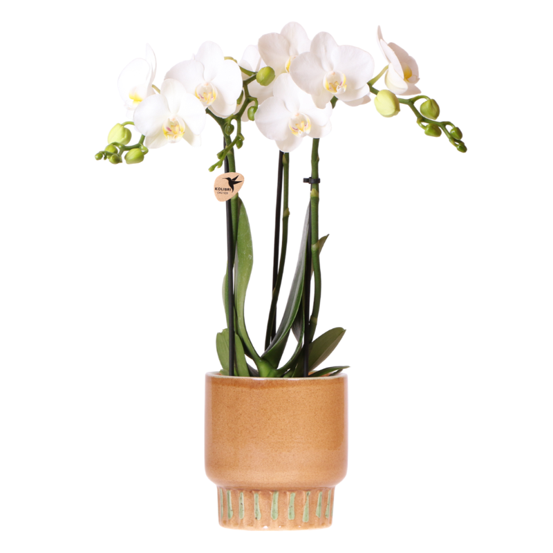 Kolibri Orchids | Witte Amabilis orchidee + Bold Cognac sierpot – potmaat Ø9cm | bloeiende kamerplant – vers van de kweker