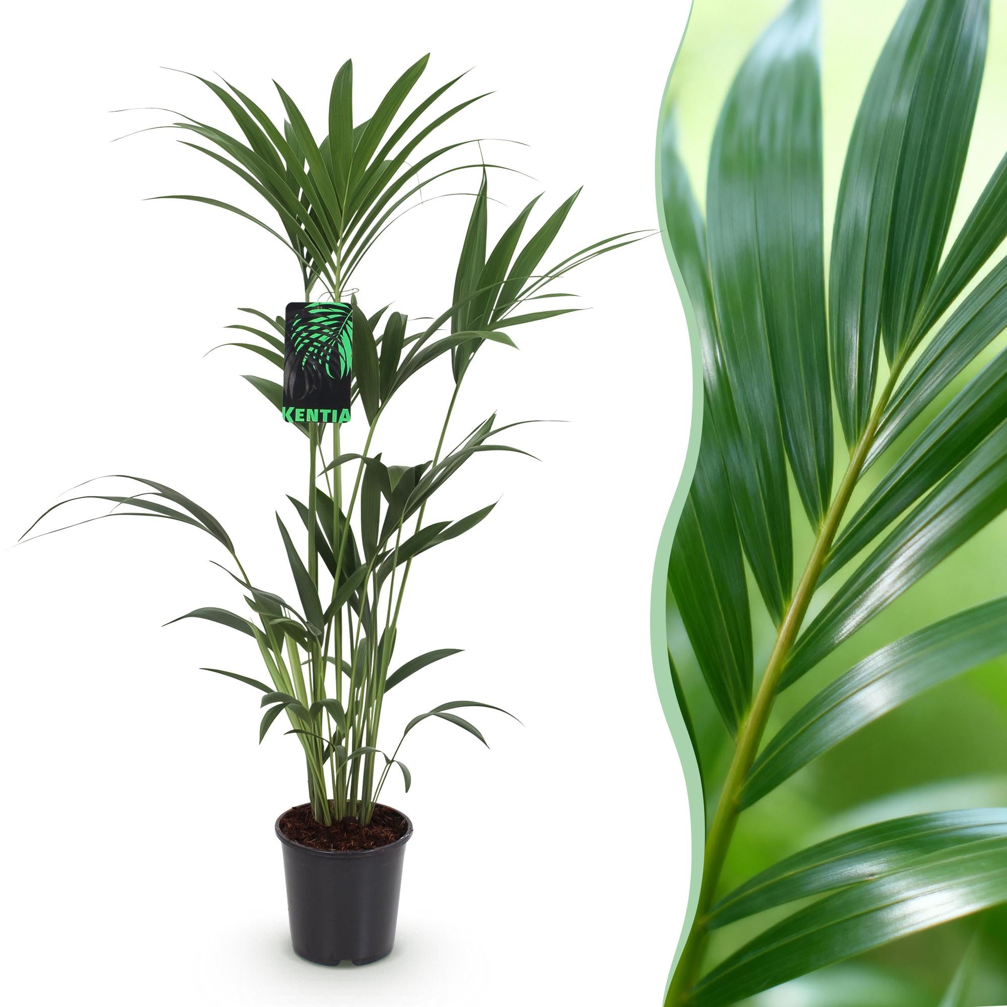 Green boutiQ - Kamerplant - Howea Forsteriana - Kentia Palm - Weinig Onderhoud - Groen - 1 plant - Pot 21cm - Hoogte 120-130cm