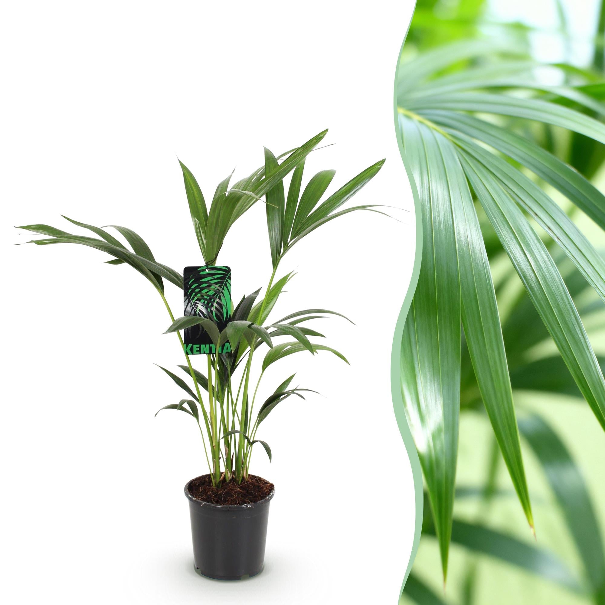 Green boutiQ - Kamerplant - Howea Forsteriana - Kentia Palm - Weinig Onderhoud - Groen - 1 plant - Pot 17cm - Hoogte 70-75cm