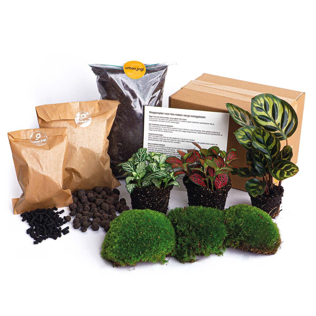 Planten terrarium navulling & startpakket - Calathea Makoyana - Package 2
