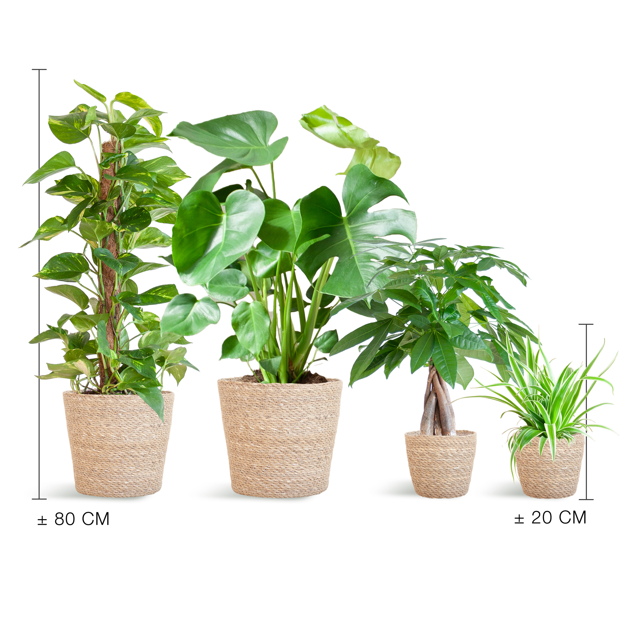 Easy care Plantenbox - medium - met mand Sofia