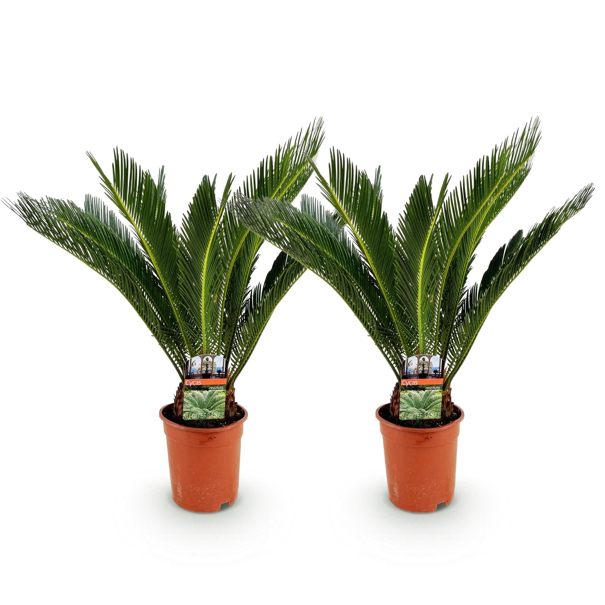 Green boutiQ - Kamerplant - Cycas revoluta - Palmvaren - Weinig onderhoud - Groen - 2 - Pot 17cm - Hoogte 70cm