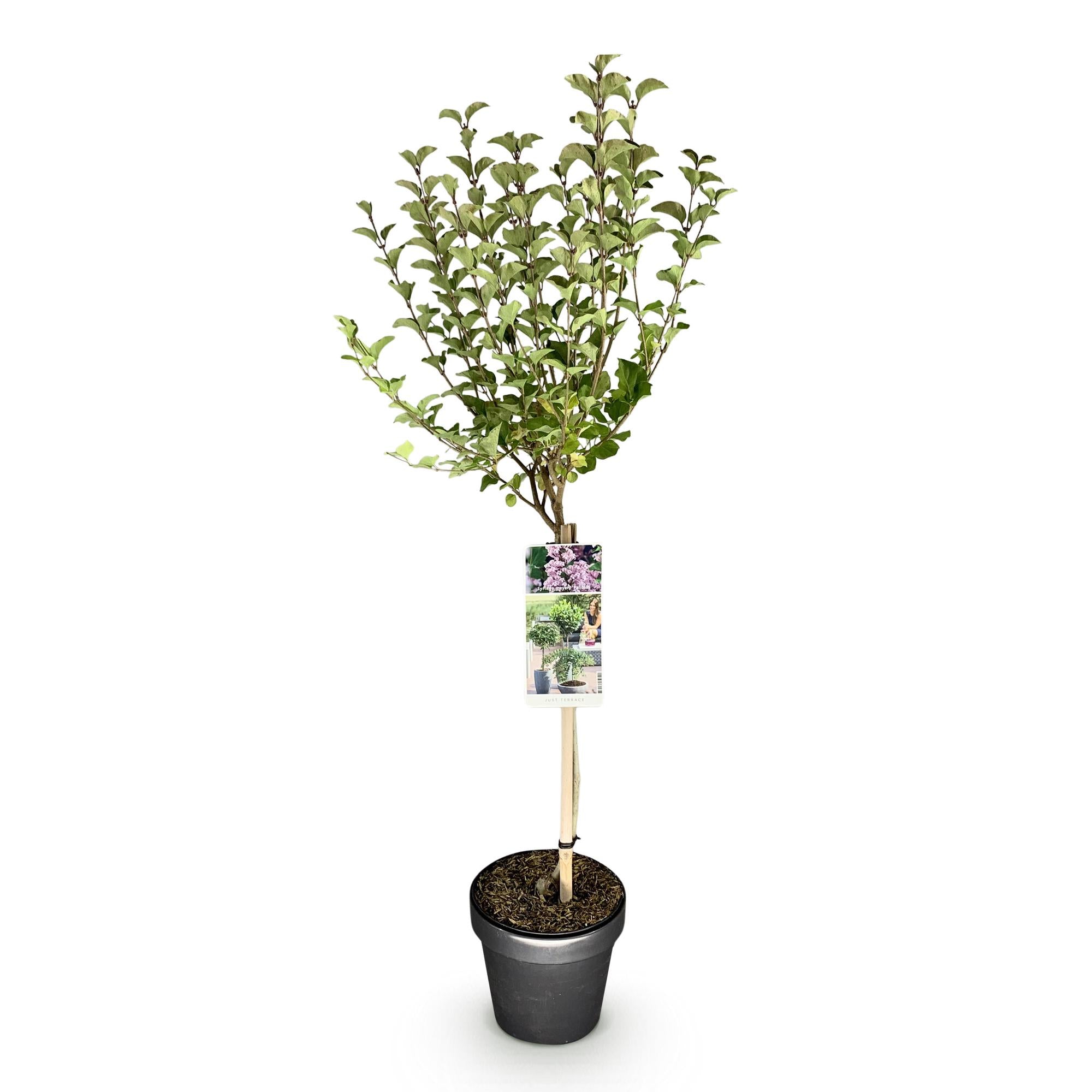 Green boutiQ - Plant op Stam- Syringa meyeri Palibin - Terras Plant - Bladverliezend - Winterhard- Paarse Bloem - Pot 19cm Hoogte 90cm