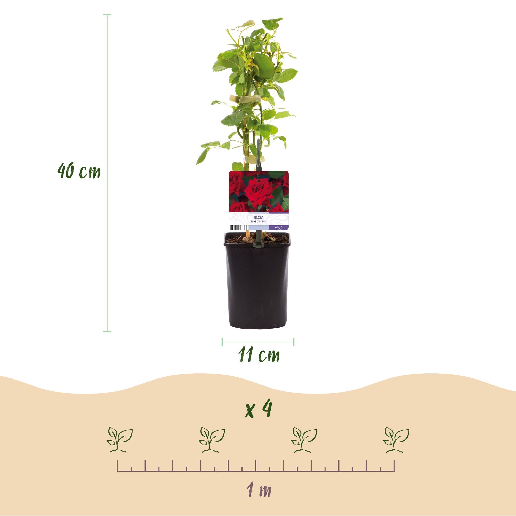 Green boutiQ - Klimroos - Rosa Red Climber - Bloem Rood - Weinig onderhoud - 2 planten - Pot 11cm Hoogte 40cm