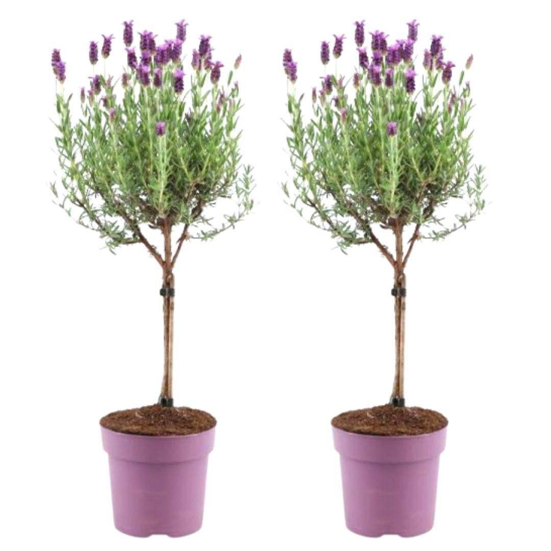 Boundlessgreen - Lavandula stoechas Anouk® op stam - 15 cm pot - set van 2 Franse Lavendels op stam