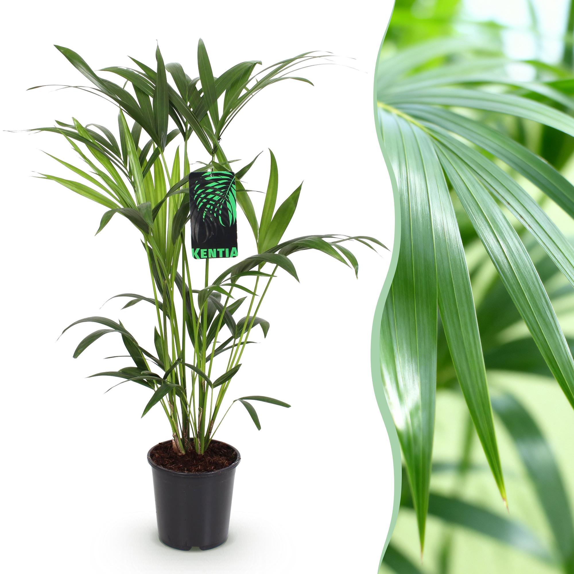 Green boutiQ - Kamerplant - Howea Forsteriana - Kentia Palm - Weinig Onderhoud - Groen - 1 plant - Pot 19cm - Hoogte 80-85cm