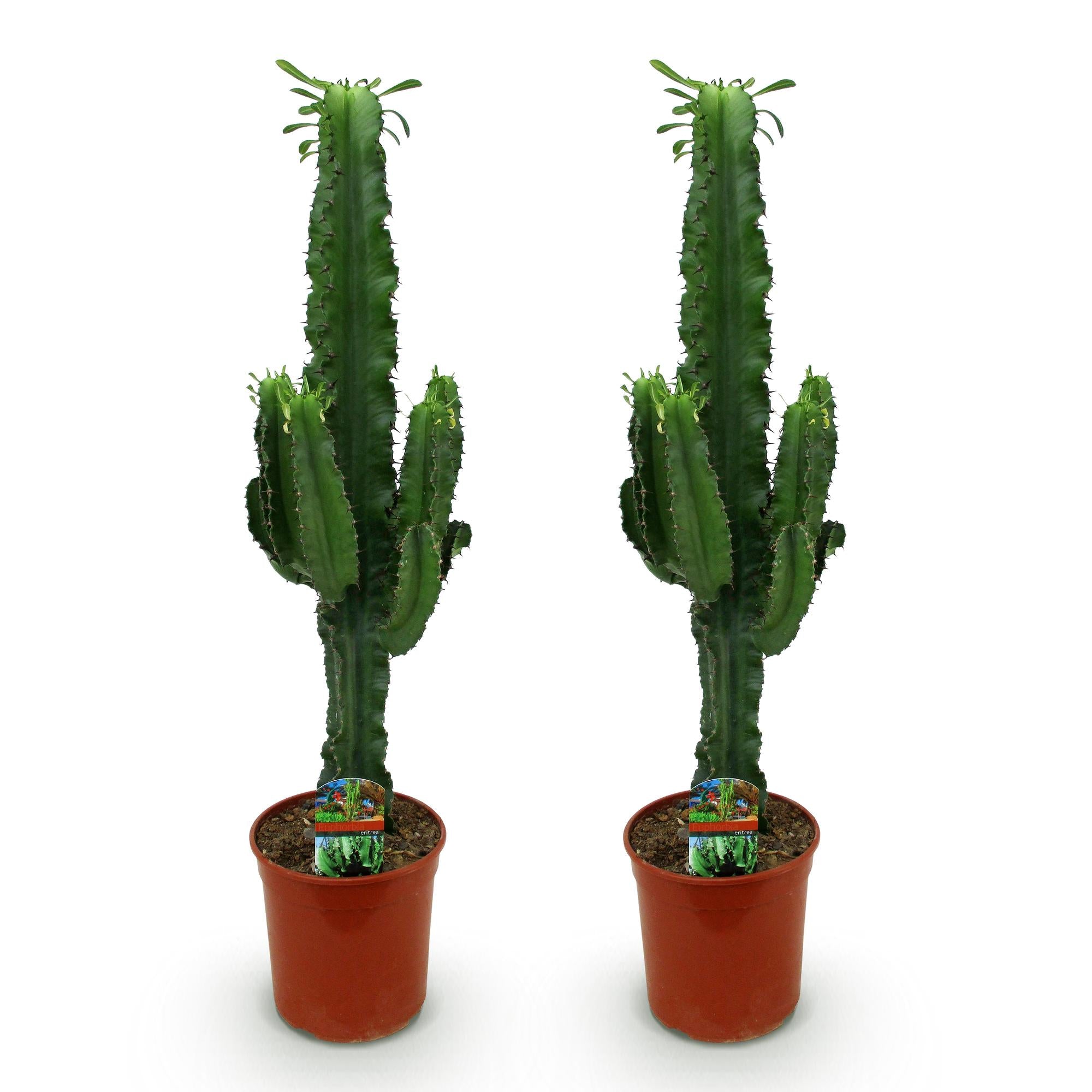 Green boutiQ - Kamerplant - Euphorbia eritrea - Afrikaanse melkboom - Weinig onderhoud - Groen - 2 - Pot 19cm - Hoogte 70cm