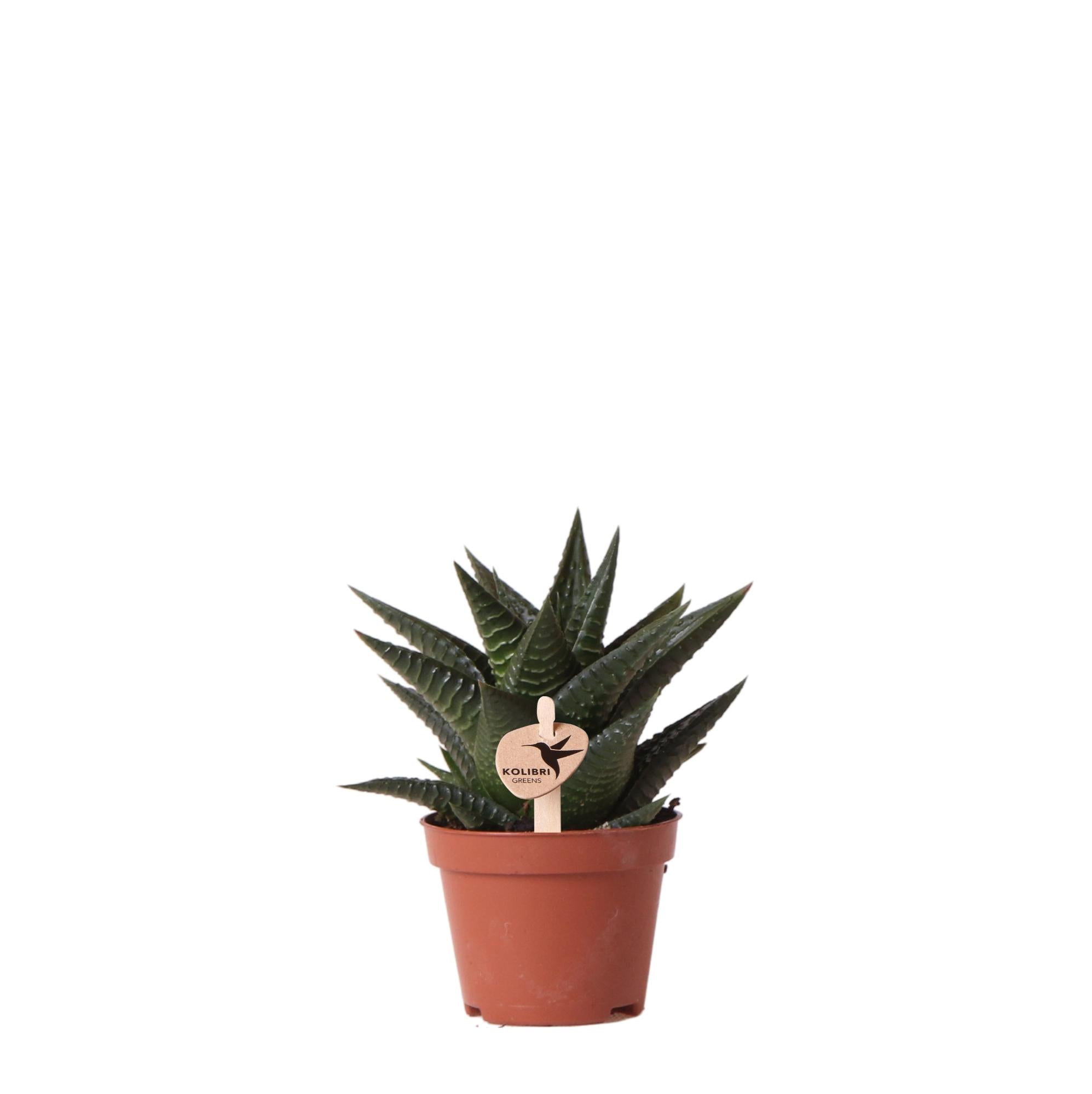 Kolibri Greens | Groene plant - Succulent Haworthia Limifolia potmaat Ø6cm | groene kamerplant - vers van de kweker