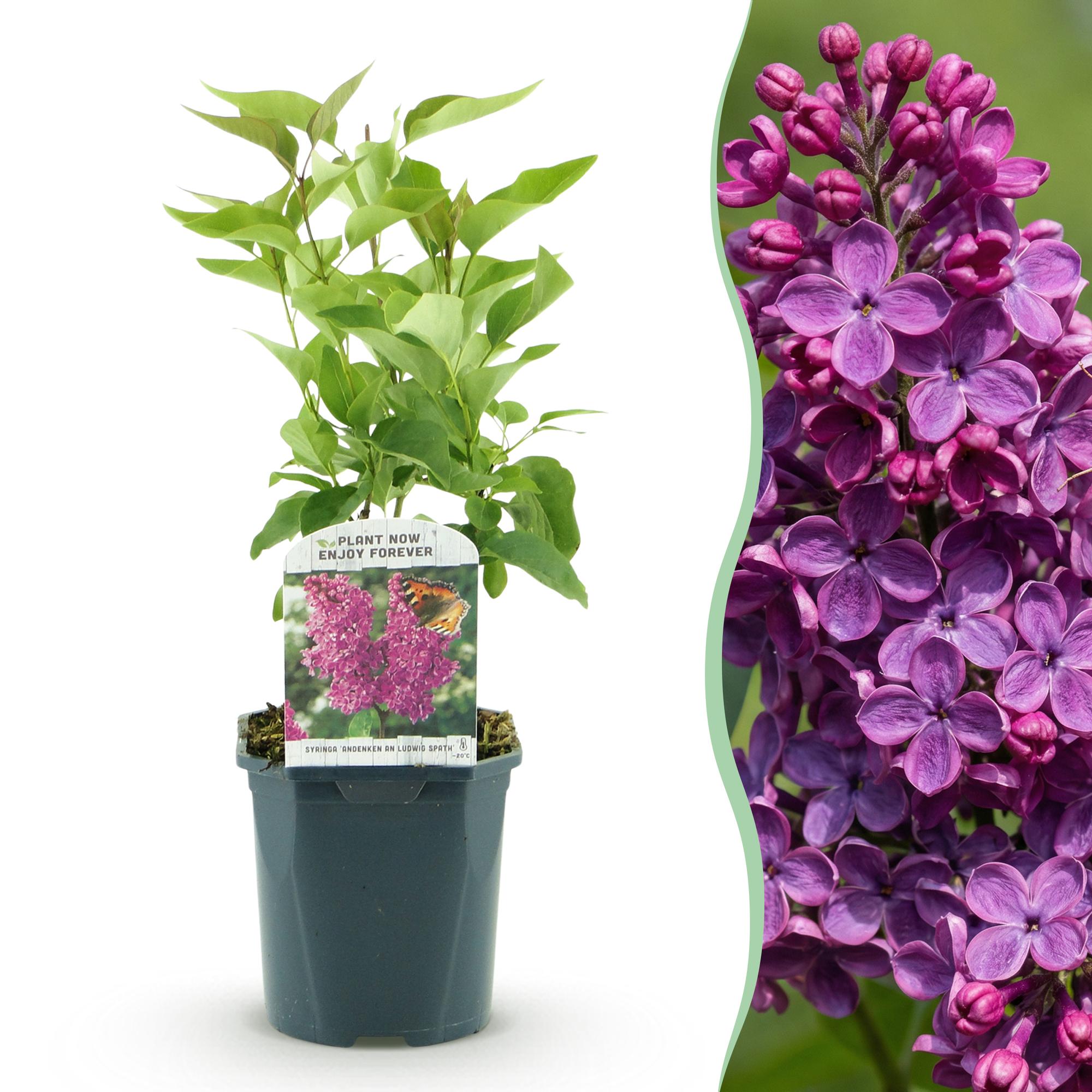 Green boutiQ - Tuinplant - Syringa vulgaris Ludwig Spath - Gewone Sering - Winterhard - Paars - 1 Plant - Pot 17cm - Hoogte 45cm