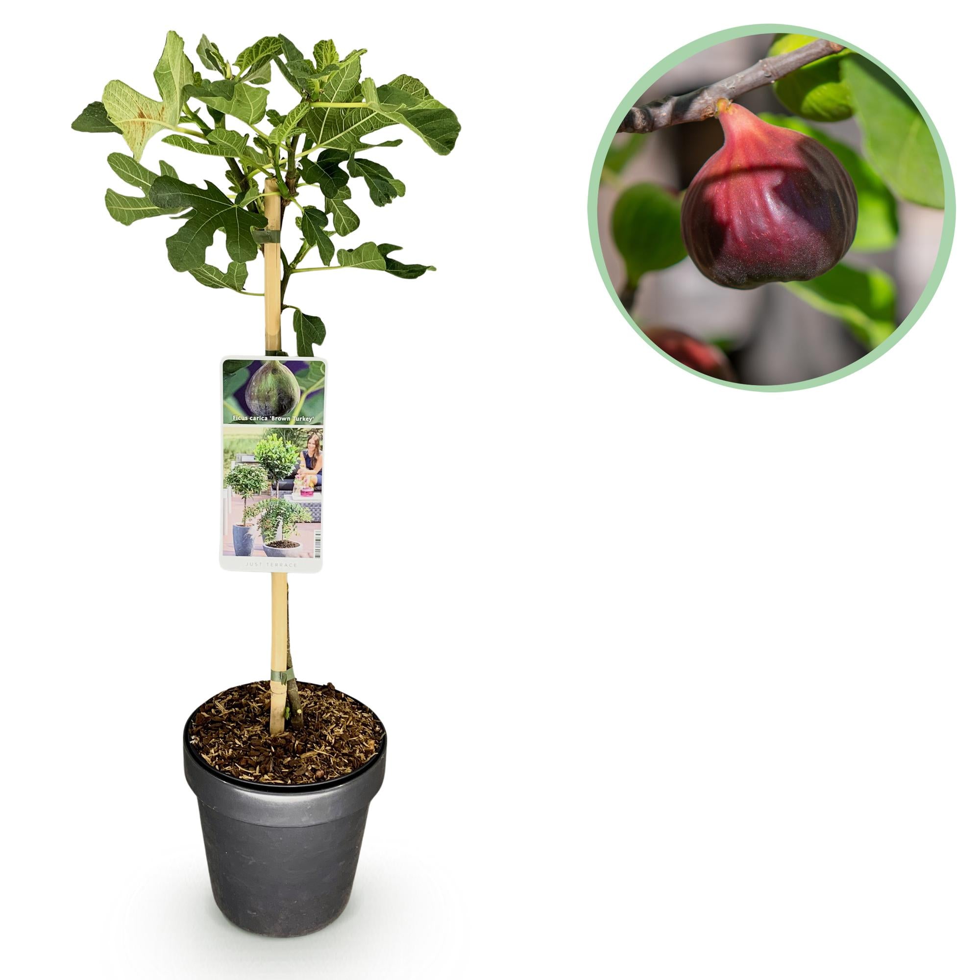Green boutiQ - Plant op Stam - Ficus carica Brown Turkey - Terras Plant - Bladverliezend - Winterhard - Groene Vrucht - Pot 19cm Hoogte 90cm
