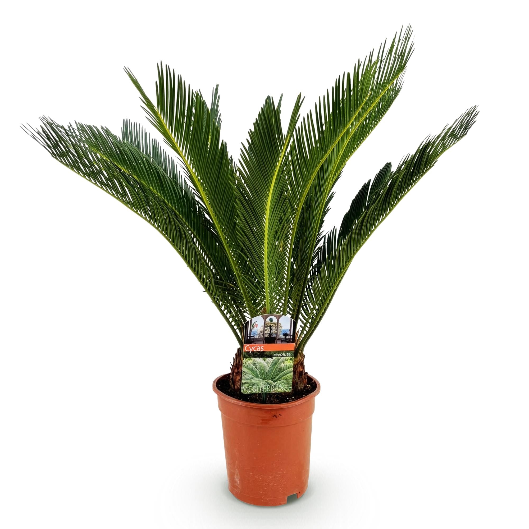 Green boutiQ - Kamerplant - Cycas revoluta - Palmvaren - Weinig onderhoud - Groen - 1 - Pot 17cm - Hoogte 70cm