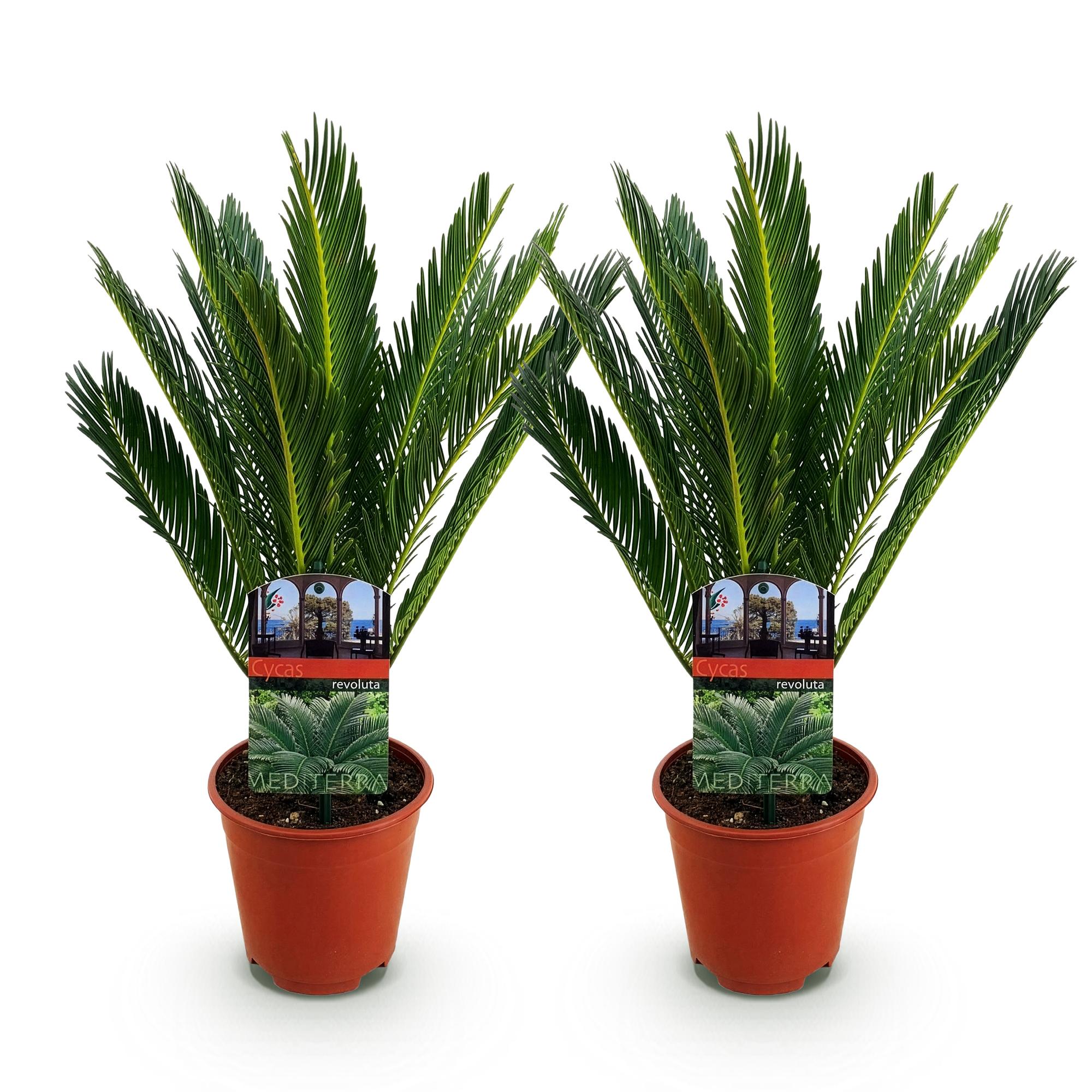 Green boutiQ - Kamerplant - Cycas revoluta - Palmvaren - Weinig onderhoud - Groen - 2 - Pot 14cm - Hoogte 45cm