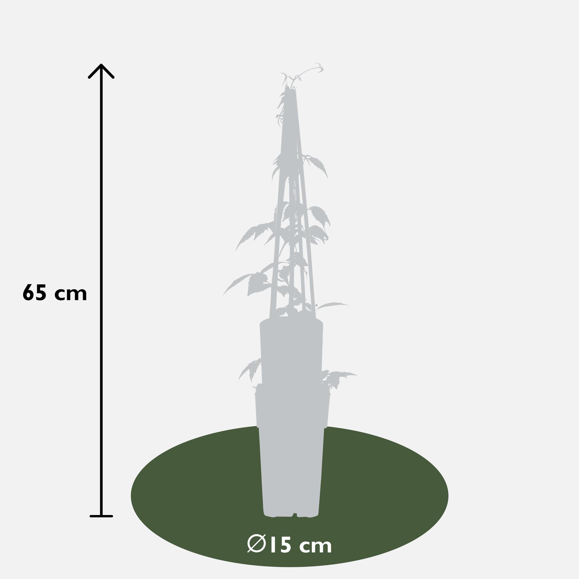 3x - Clematis Montana 'Grandiflora' - ↨65cm - Ø15