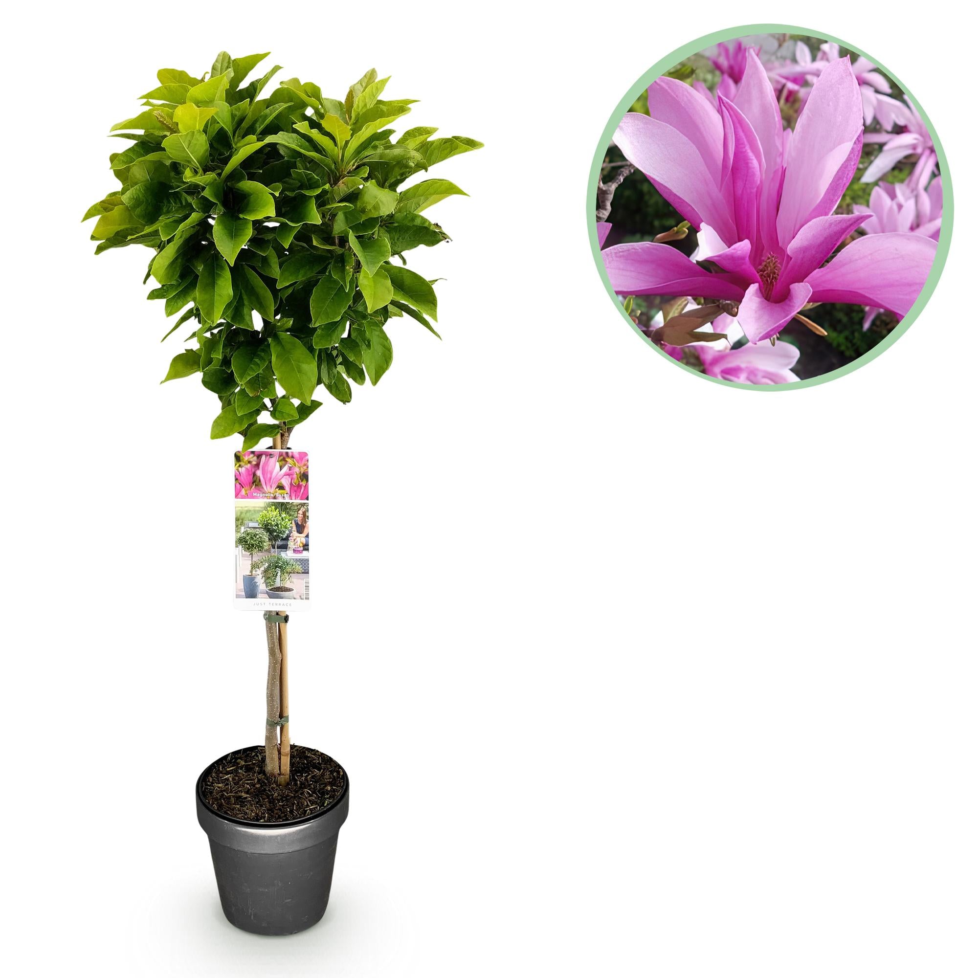 Green boutiQ - Plant op Stam - Magnolia Susan - Terras Plant - Bladverliezend - Winterhard - Roze Bloem - Pot 19cm Hoogte 90cm