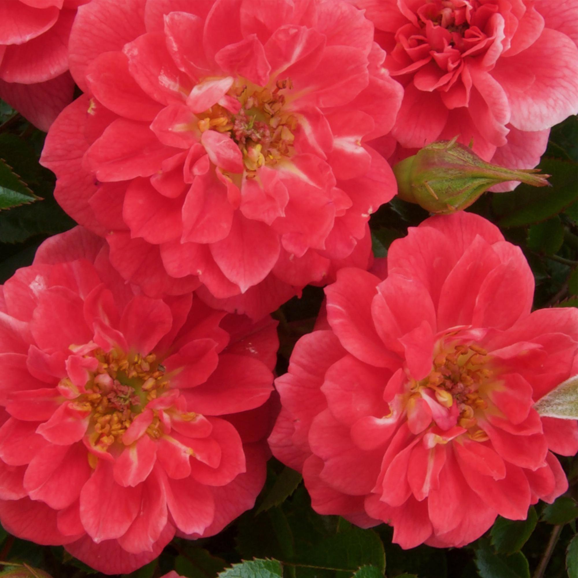 Green boutiQ - Klimroos - Rosa Salmon Queen - Bloem Licht roze - Weinig onderhoud - 2 planten - Pot 11cm Hoogte 40cm