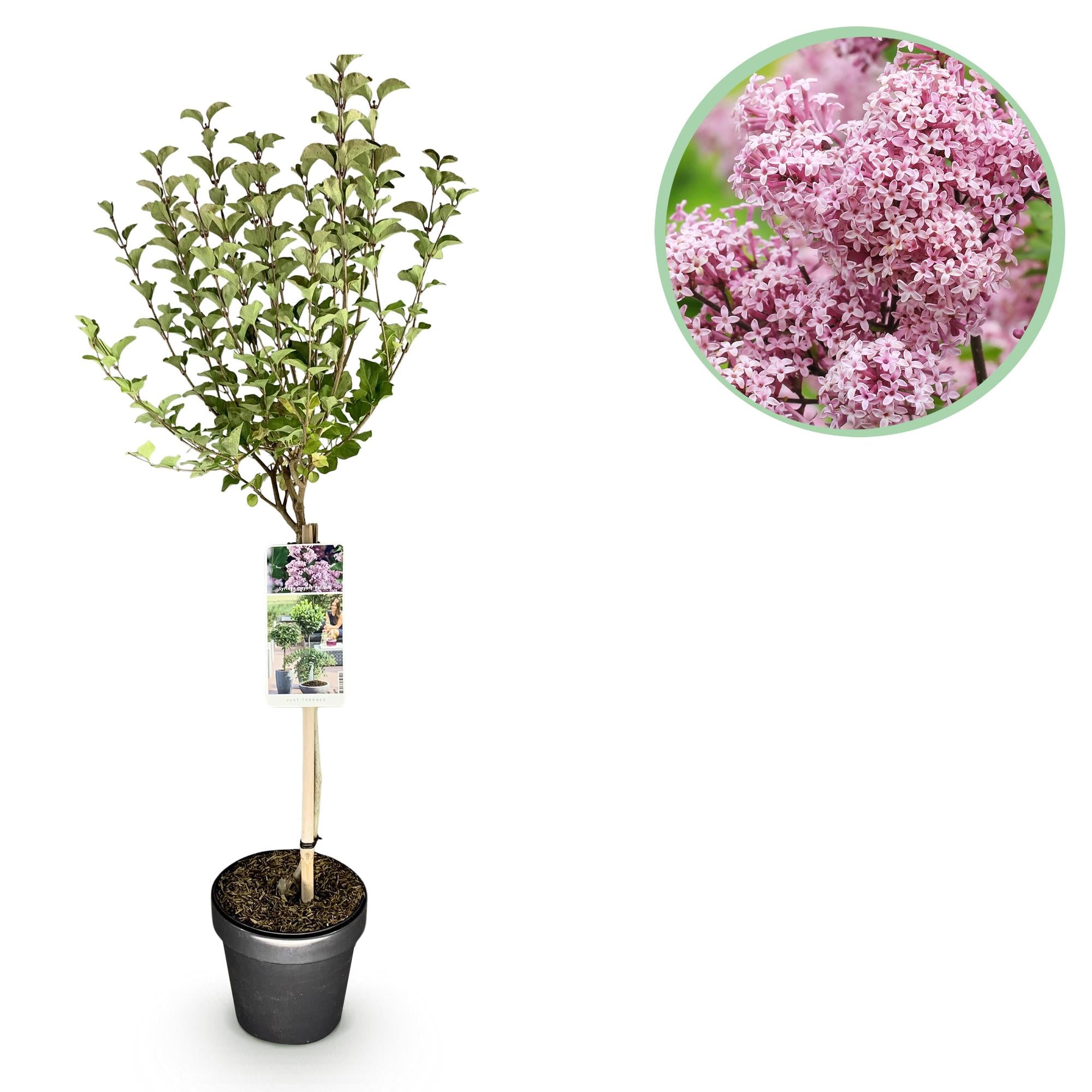 Green boutiQ - Plant op Stam- Syringa meyeri Palibin - Terras Plant - Bladverliezend - Winterhard- Paarse Bloem - Pot 19cm Hoogte 90cm