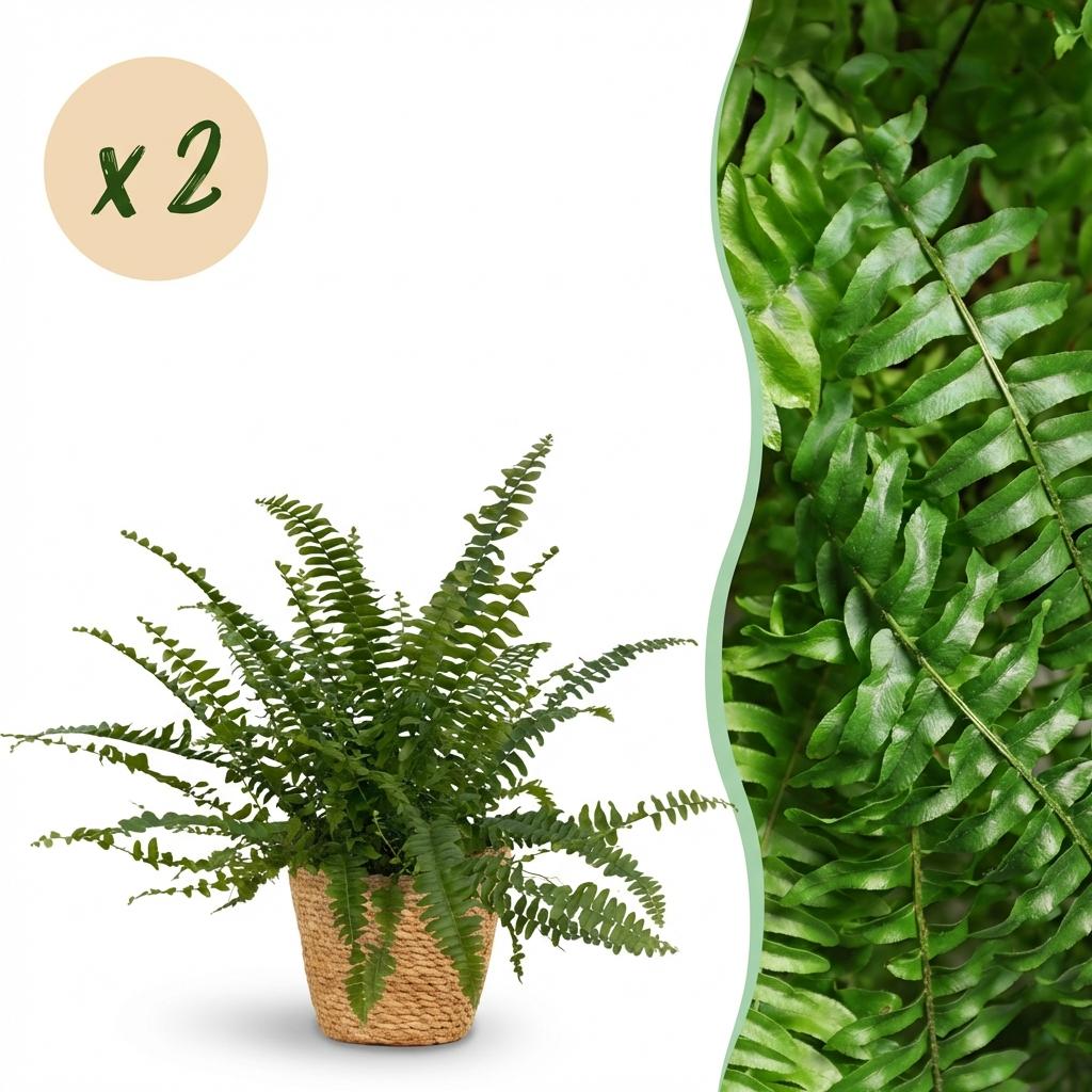 Green boutiQ - Kamerplant - Nephrolepsis exaltata Green Lady - Varen - Huisdiervriendelijke Plant - Groen - 2 Planten - met Mand - Pot 12cm - Hoogte 25cm
