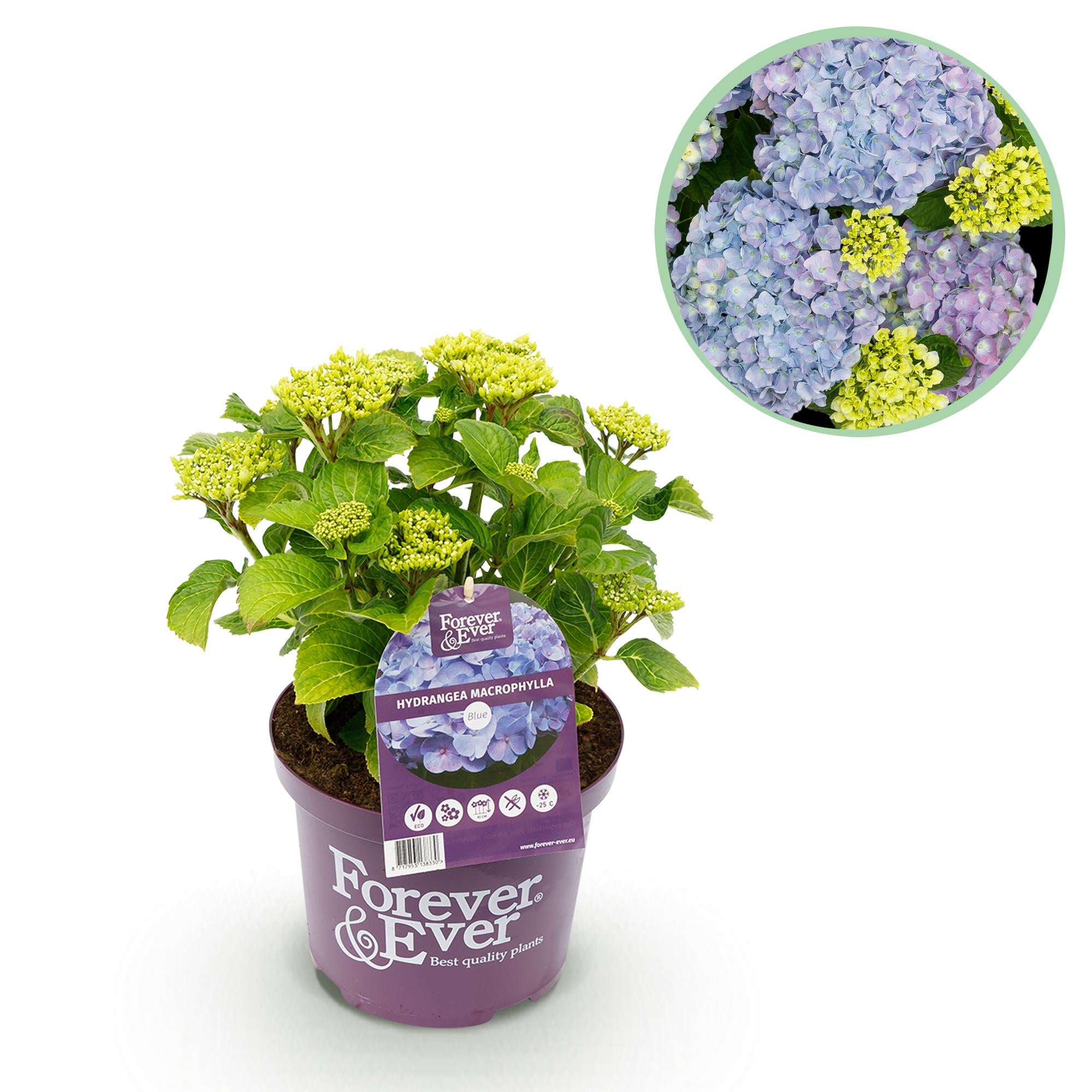 Green boutiQ - Terrasplant - Hortensia - Hydrangea Forever & Ever - Blauw - 7-12 Bloemen - Pot 23cm Hoogte 55cm