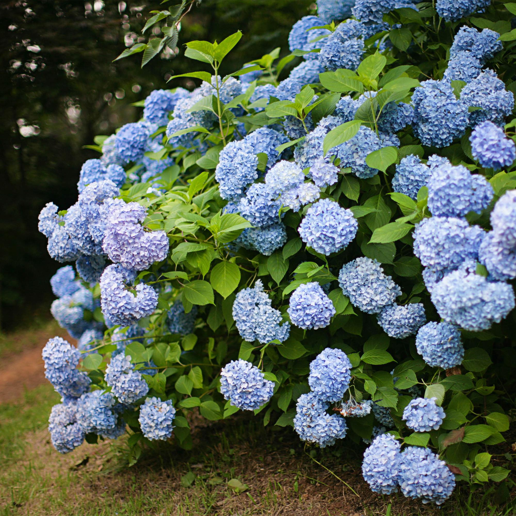 Green boutiQ - Hortensia - Hydrangea macrophylla Blauw - Bloem Blauw - 3 Planten - 1m2 - Bladverliezend - Weinig Onderhoud - Pot 17cm Hoogte 30cm