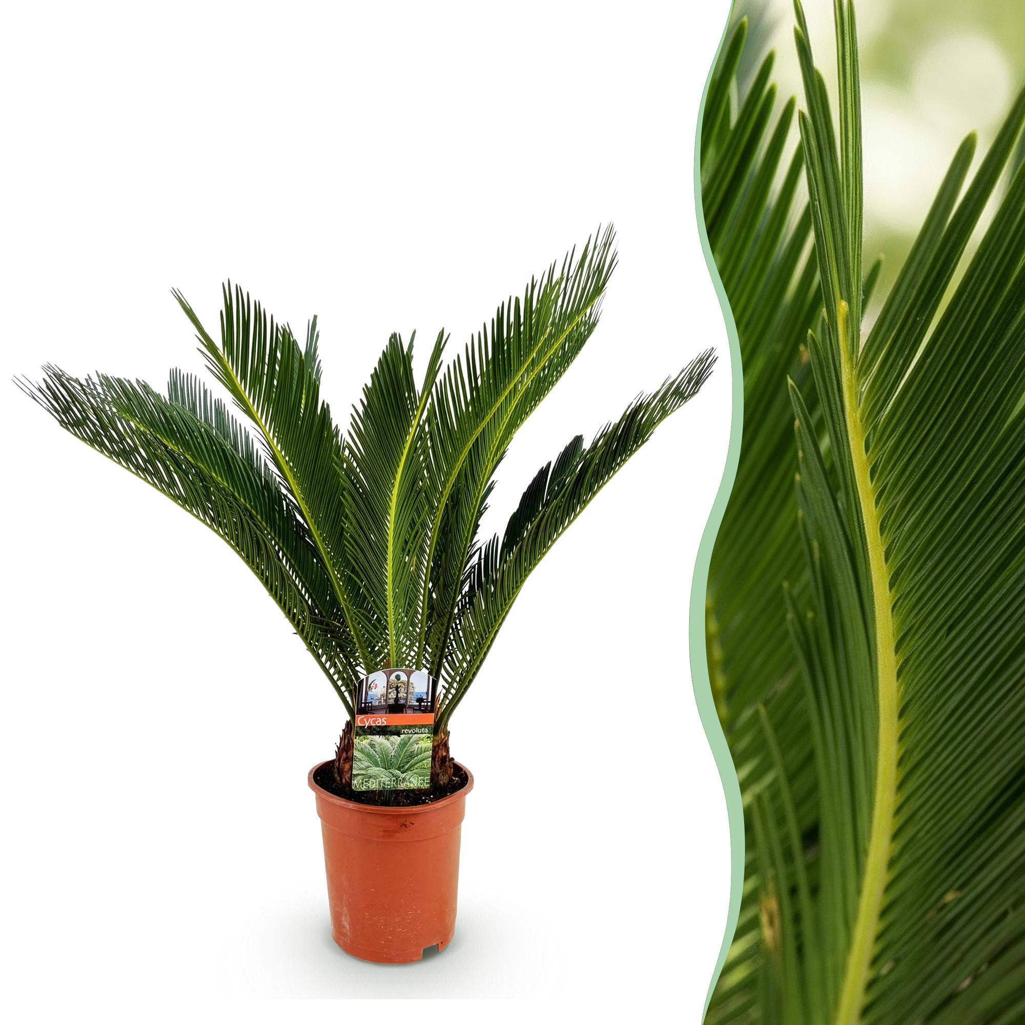 Green boutiQ - Kamerplant - Cycas revoluta - Palmvaren - Weinig onderhoud - Groen - 1 - Pot 17cm - Hoogte 70cm