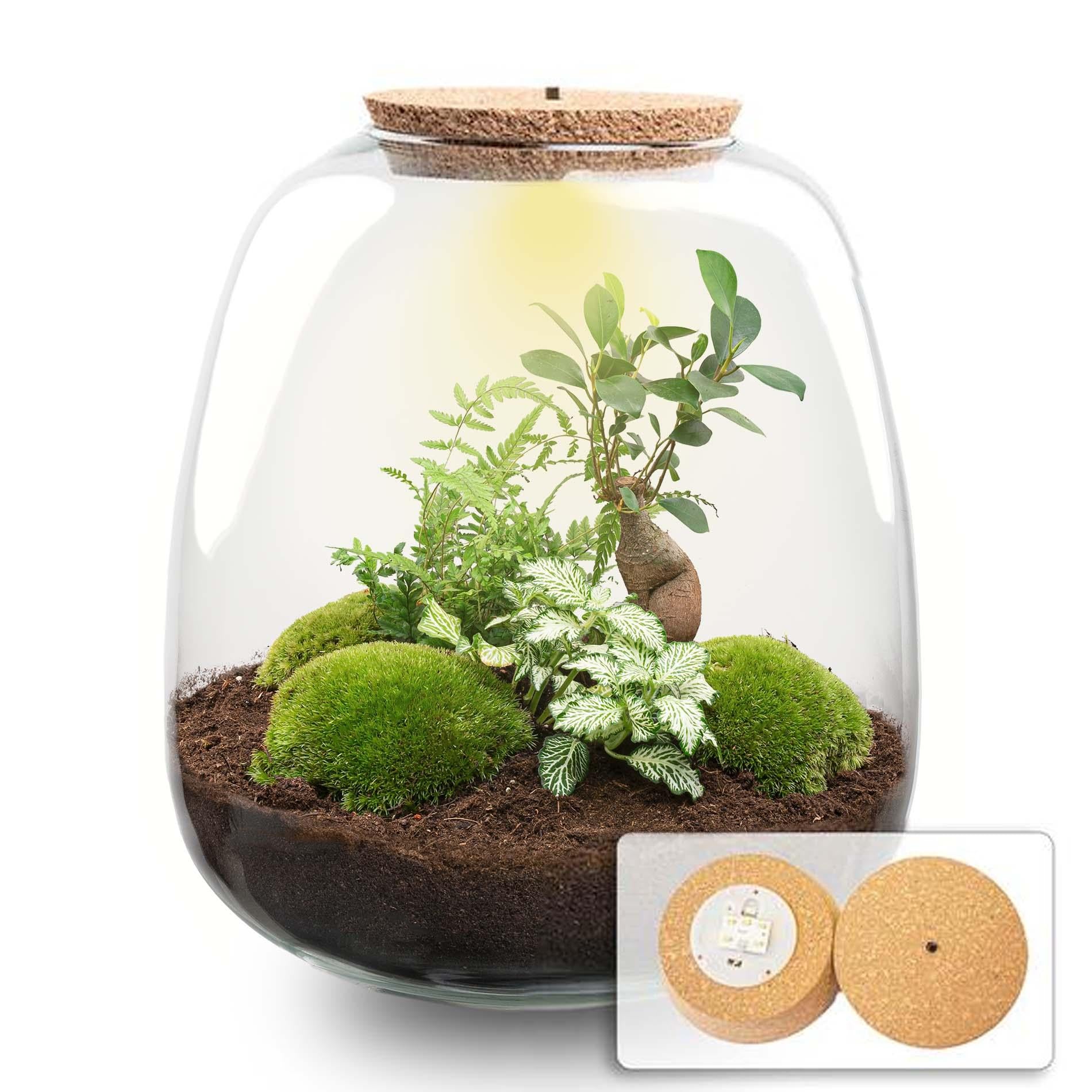 Planten terrarium - Emma - DIY kit - ↑ 25 cm - Ø 23 cm - Bonsai White