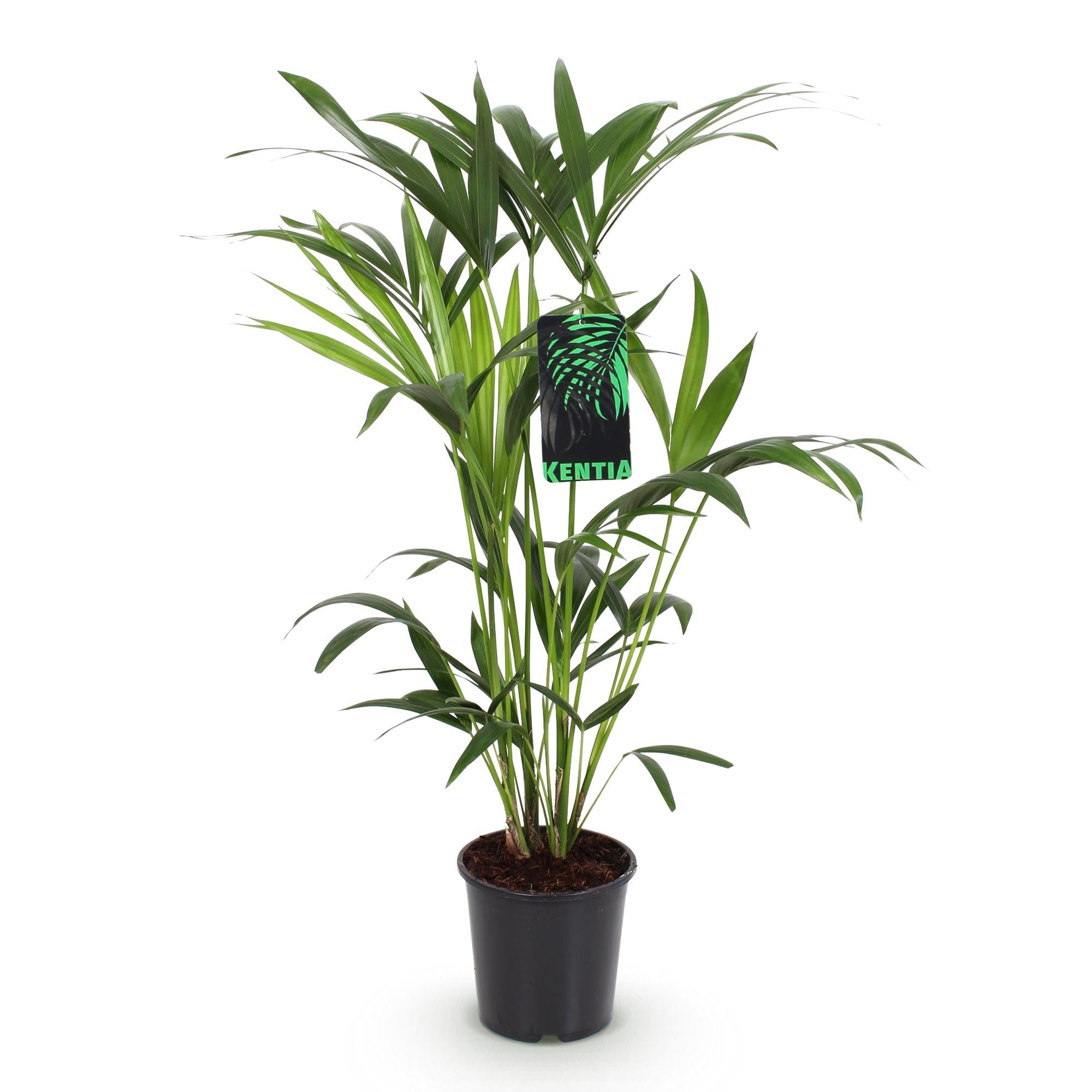 Green boutiQ - Kamerplant - Howea Forsteriana - Kentia Palm - Weinig Onderhoud - Groen - 1 plant - Pot 19cm - Hoogte 80-85cm