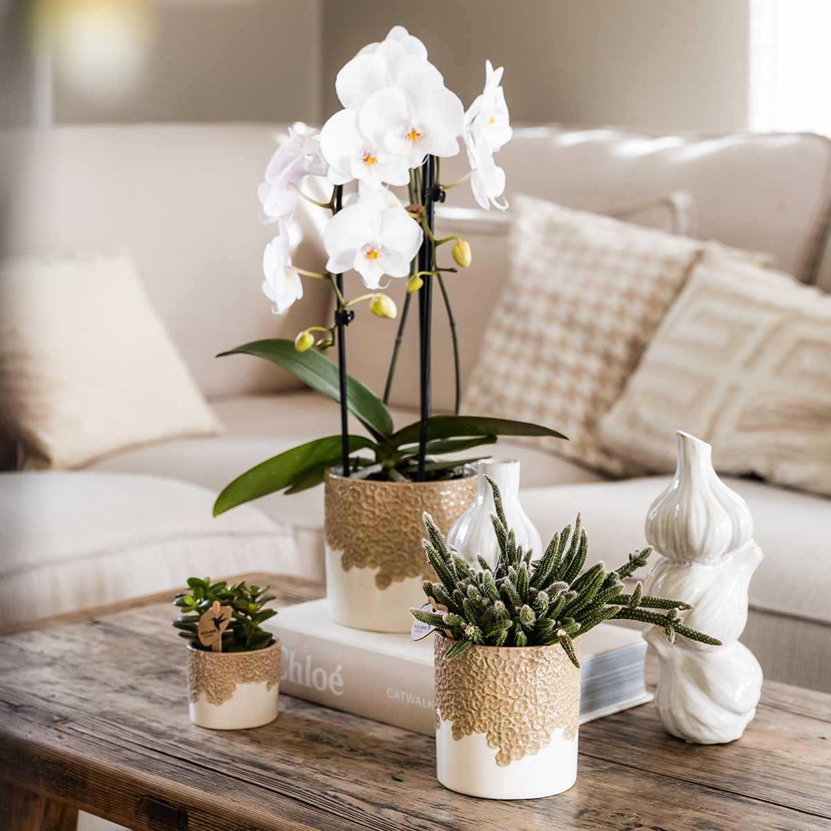 Kolibri Company | Plantenset Bloom Sand | Witte Niagara Falls orchidee 12cm + groene planten incl. Bloom Sand sierpotten