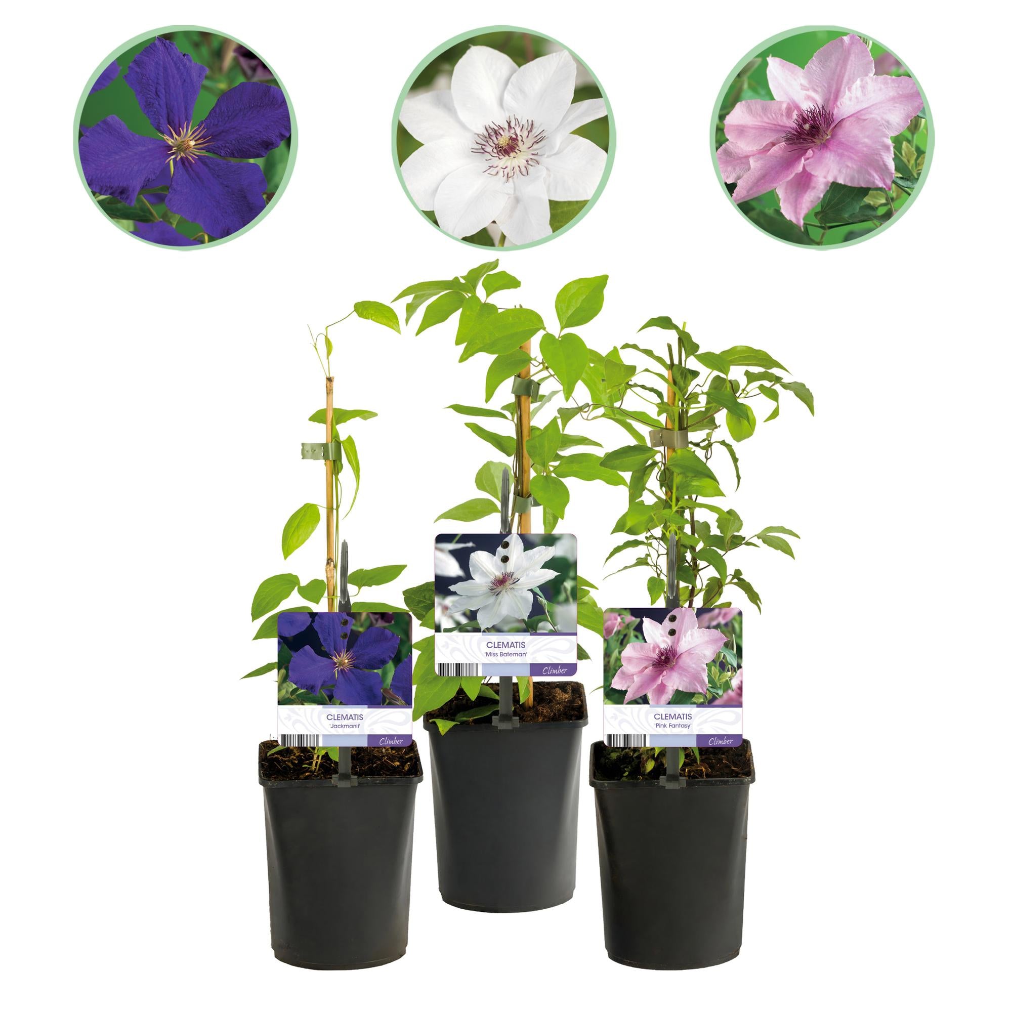 Green boutiQ - Klimplant - Clematis Tricolour  - Bloem Roze Wit Paars - Weinig onderhoud - 3 planten - Pot 11cm Hoogte 40cm