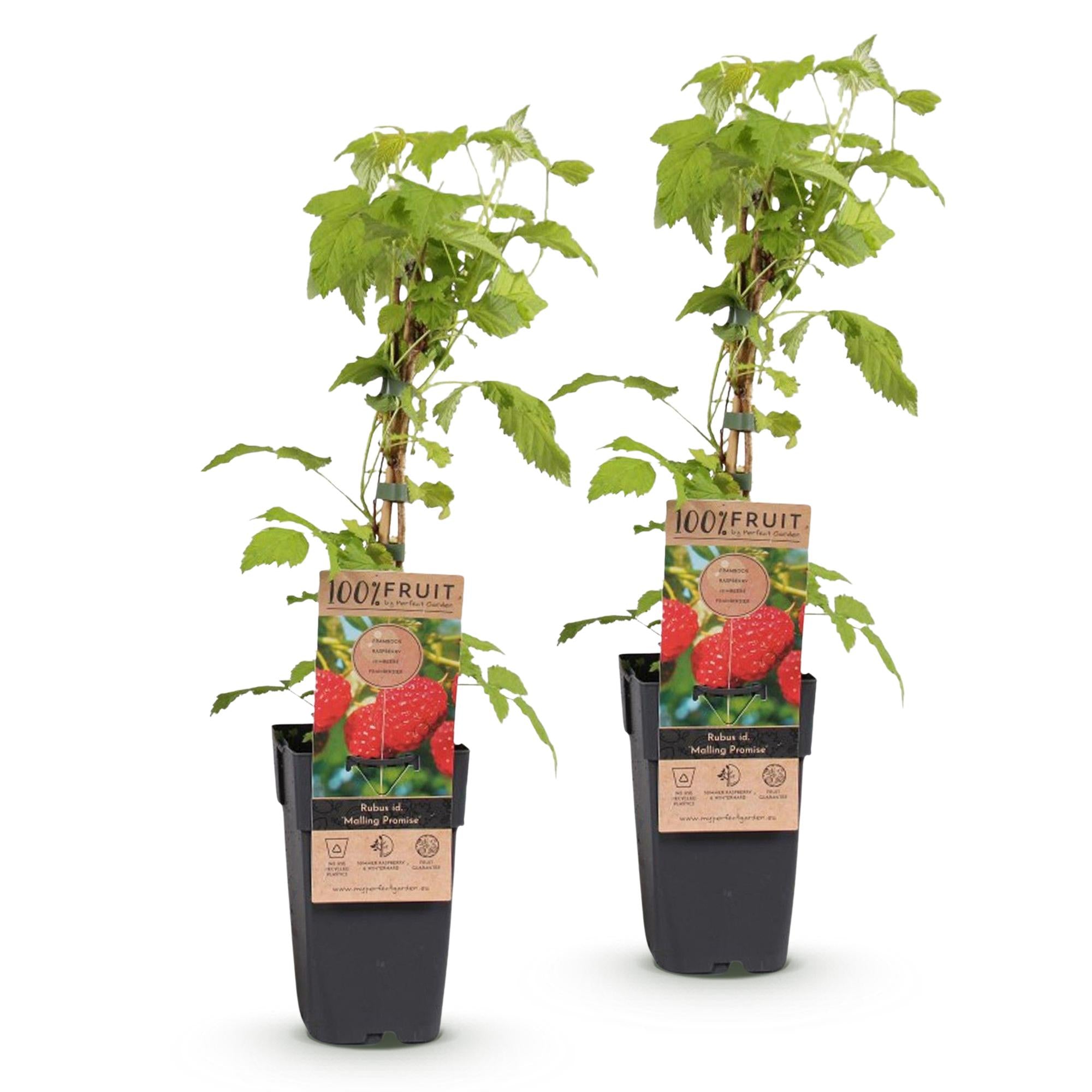 Green boutiQ - Fruitplant - Rubus idaeus Malling Promise - Frambozenplant - Winterhard - Rode Framboos - 2 Planten - Pot 15cm - Hoogte 50cm