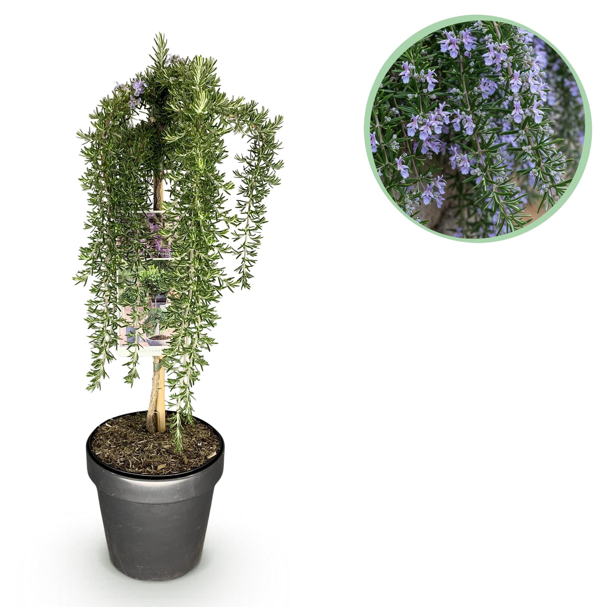 Green boutiQ - Plant op Stam - Rosmarinus officinalis Prostratus - Terras Plant - Bladhoudend - Winterhard -Paarse Bloem - Pot 19cm Hoogte 90cm