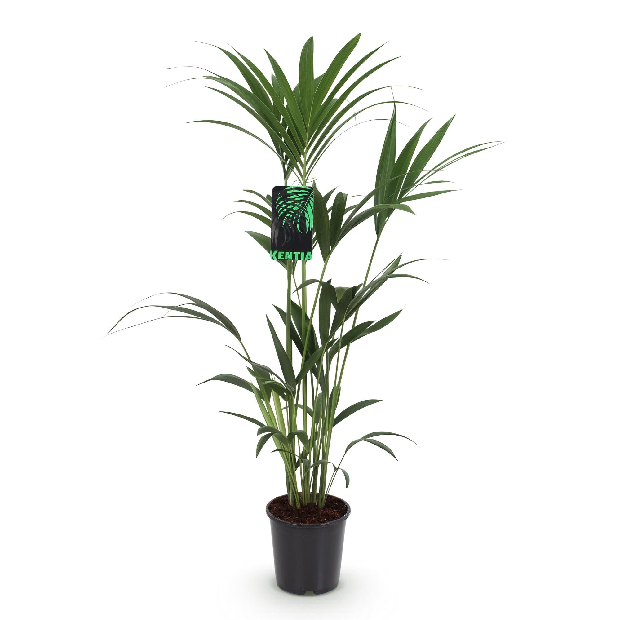 Green boutiQ - Kamerplant - Howea Forsteriana - Kentia Palm - Weinig Onderhoud - Groen - 1 plant - Pot 21cm - Hoogte 120-130cm