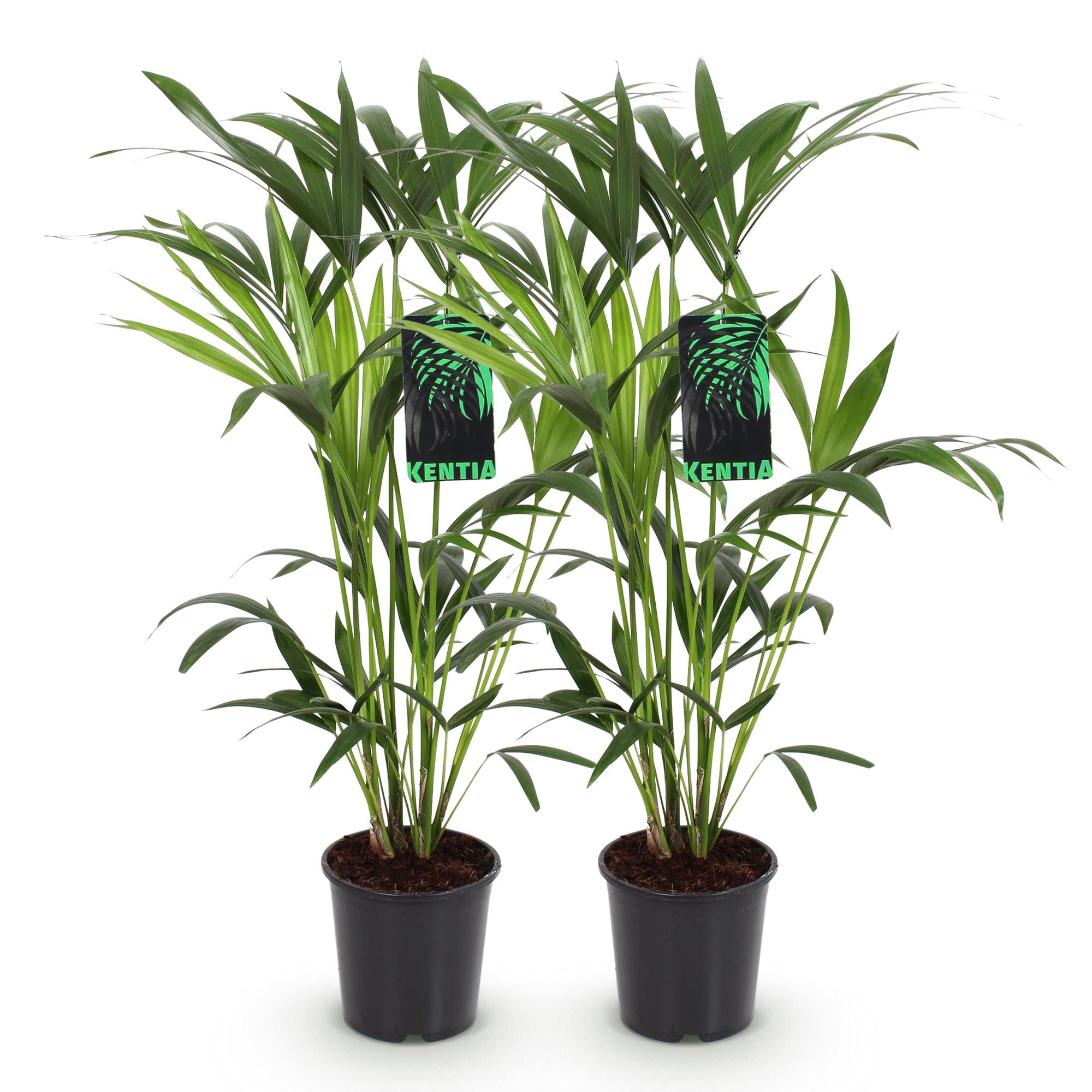 Green boutiQ - Kamerplant - Howea Forsteriana - Kentia Palm - Weinig Onderhoud - Groen - 2 planten - Pot 19cm - Hoogte 80-85cm