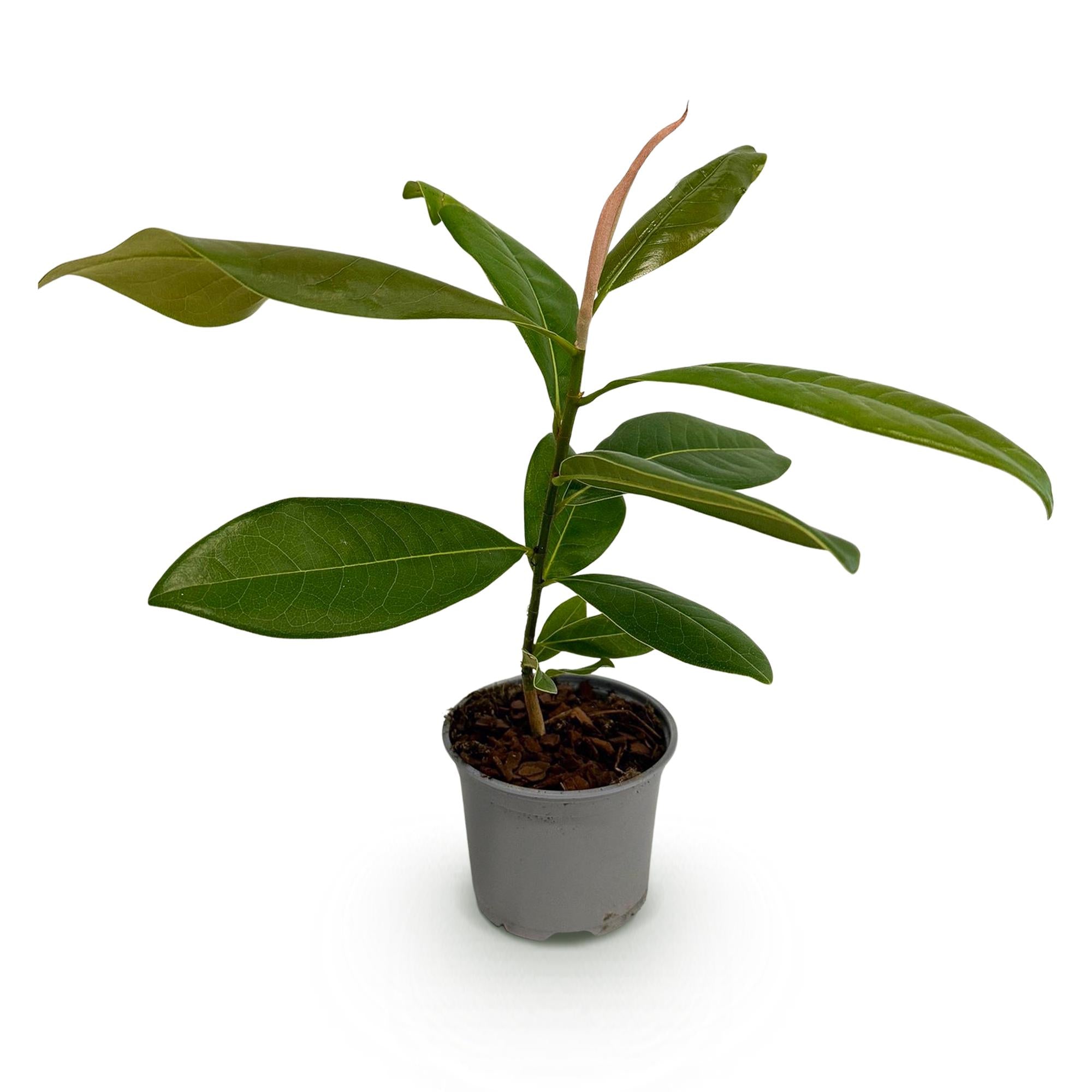 Green boutiQ - Tuinplant - Magnolia grandiflora - Bloem Wit - 1 Plant - Bladhoudend - Weinig Onderhoud - Pot 12cm Hoogte 30cm