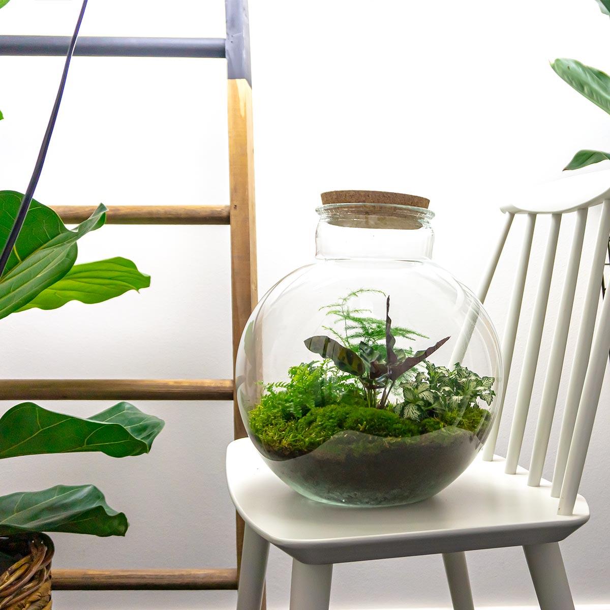 DIY Planten terrarium (met verlichting) - Bolder Bob - Ø 31 cm ↑ 30 cm - Met LED-kurk