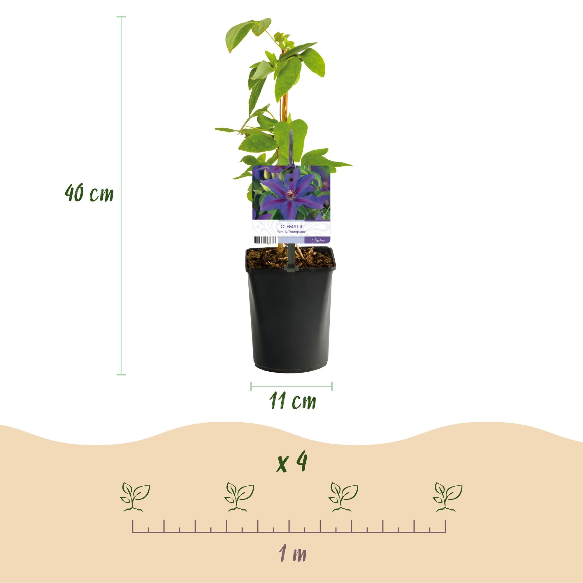 Green boutiQ - Klimplant - Clematis Mrs. N. Thompson - Bloem Roze - Weinig onderhoud -2 planten -  Pot 11cm Hoogte 40cm