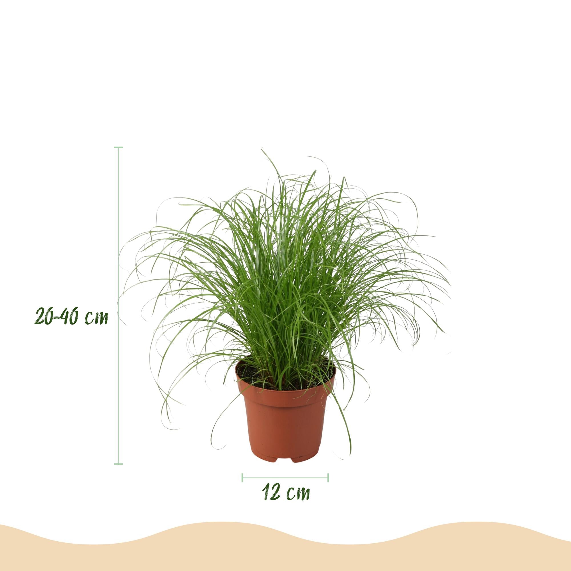 Green boutiQ - Kamerplant - Chlorophytum - Cyperus - Phlebodium - Marantha - Mix van 4 - Huisdiervriendelijke Planten - Groen - 4 Planten - met Potter Wit - Pot 12cm - Hoogte 25cm