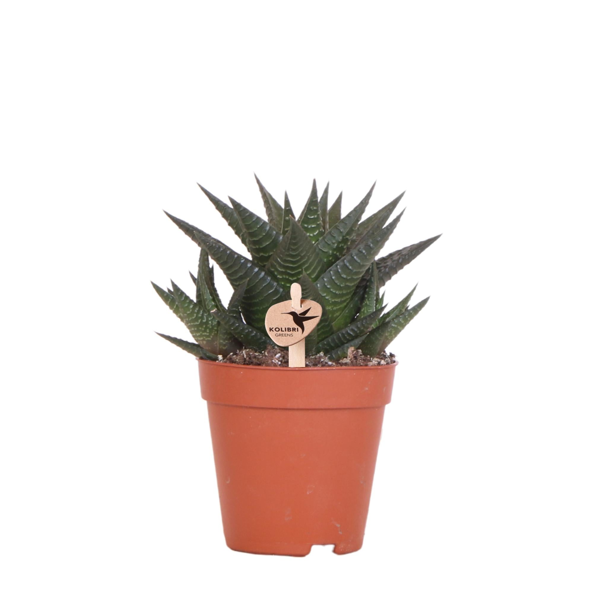 Kolibri Greens | Groene plant - Succulent Haworthia Limifolia potmaat Ø9cm | groene kamerplant - vers van de kweker