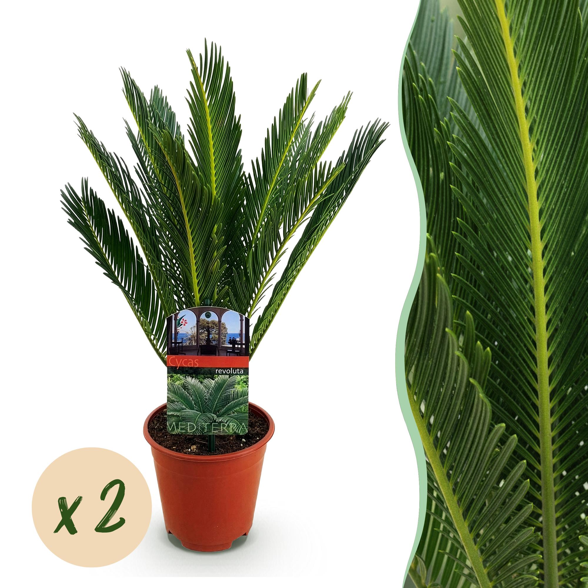 Green boutiQ - Kamerplant - Cycas revoluta - Palmvaren - Weinig onderhoud - Groen - 2 - Pot 14cm - Hoogte 45cm