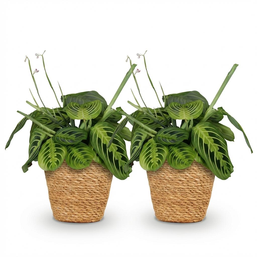Green boutiQ - Kamerplant - Maranta Fascinator Lemon Lime - Gebedsplant - Huisdiervriendelijke Plant - Groen - 2 Planten - met Mand - Pot 12cm - Hoogte 25cm