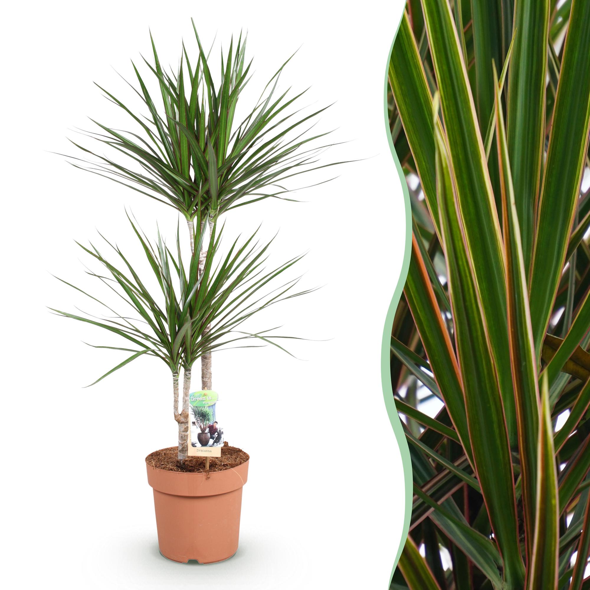 Green BoutiQ - Green is... Kamerplanten - Dracaena Marginata - Drakenbloedboom - Weinig onderhoud - Groen - 1 Plant - Pot 21cm - Hoogte 90-100cm