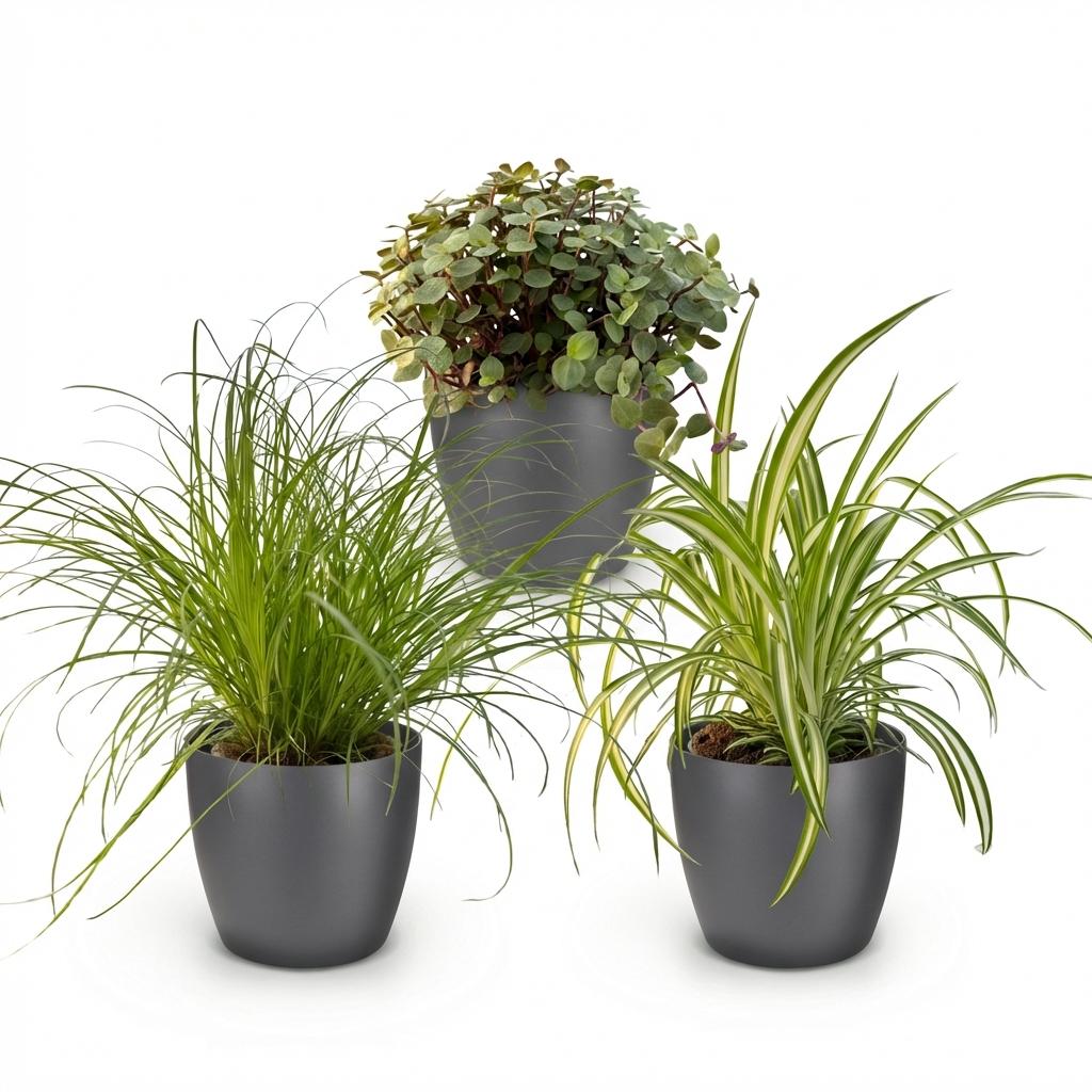 Green boutiQ - Kamerplant - Cyperus - Calissia - Chlorophytum - Mix van 3 - Huisdiervriendelijke Planten - Groen - 3 Planten - met Potter Grijs - Pot 12cm - Hoogte 20cm