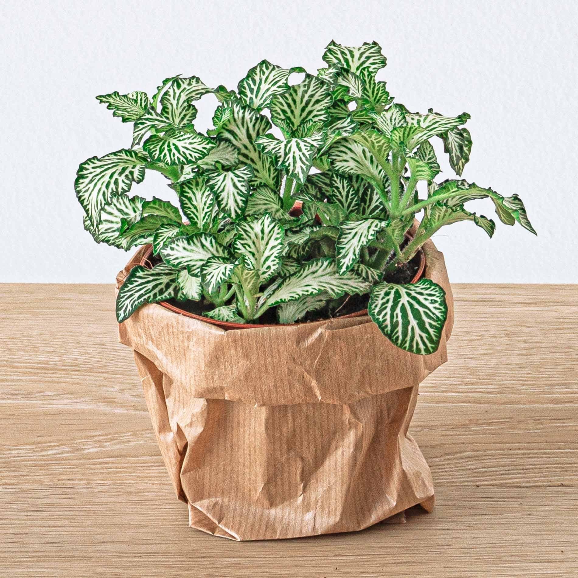 Planten terrarium navulling & Startpakket - 5 planten