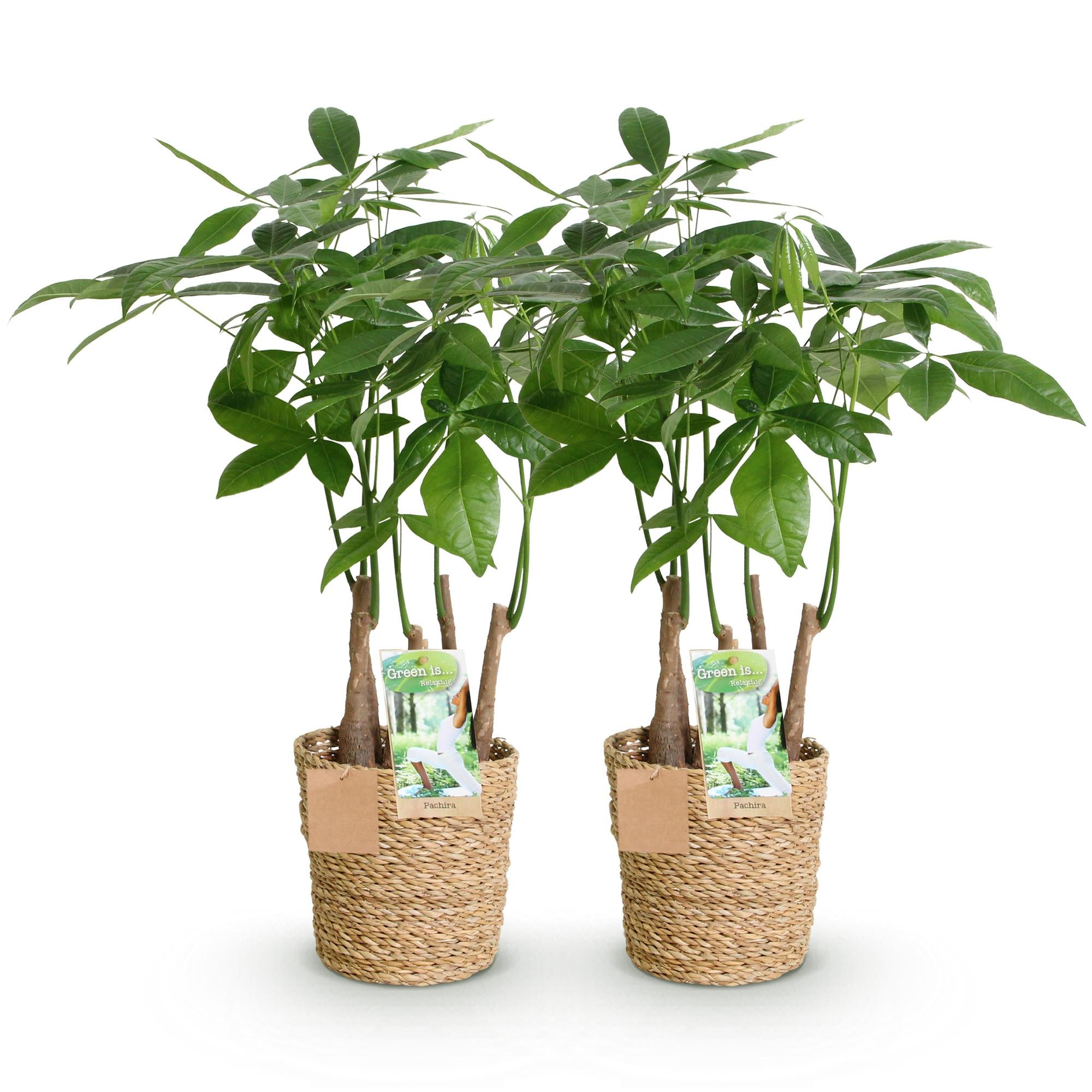 Green BoutiQ - Green is... Kamerplanten - Pachira Aquatica multi stam - Geldboom - Weinig onderhoud - met mand - Groen - 2 Planten - Pot 17cm - Hoogte 50-55cm