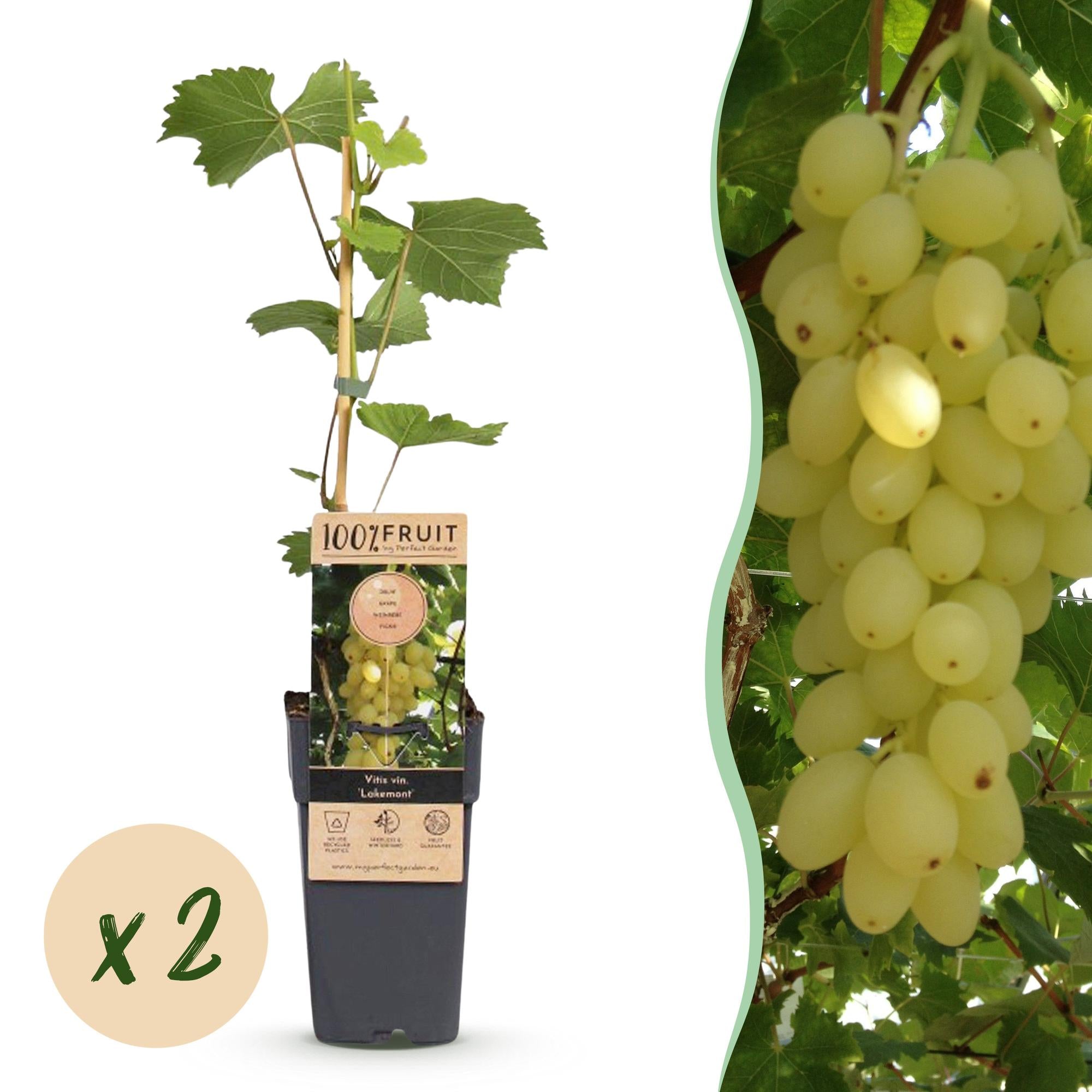 Green boutiQ - Fruitplant - Vitis vinifera Lakemont - Druivenplant - Winterhard - Goudgele Druif - 2 Planten - Pot 15cm - Hoogte 50cm