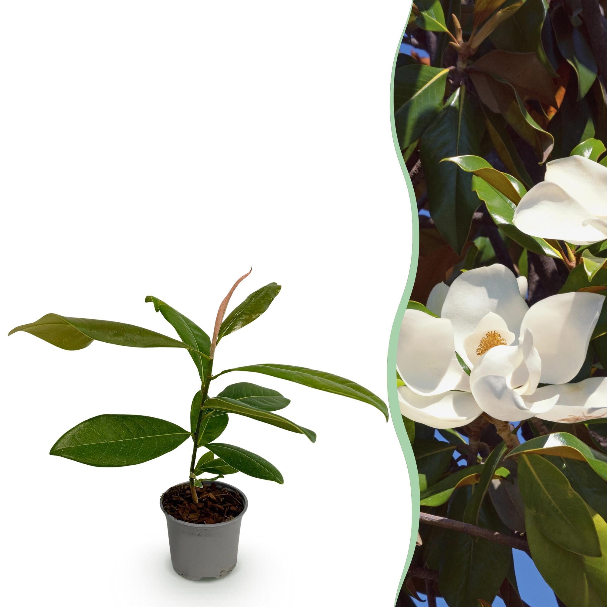 Green boutiQ - Tuinplant - Magnolia grandiflora - Bloem Wit - 1 Plant - Bladhoudend - Weinig Onderhoud - Pot 12cm Hoogte 30cm