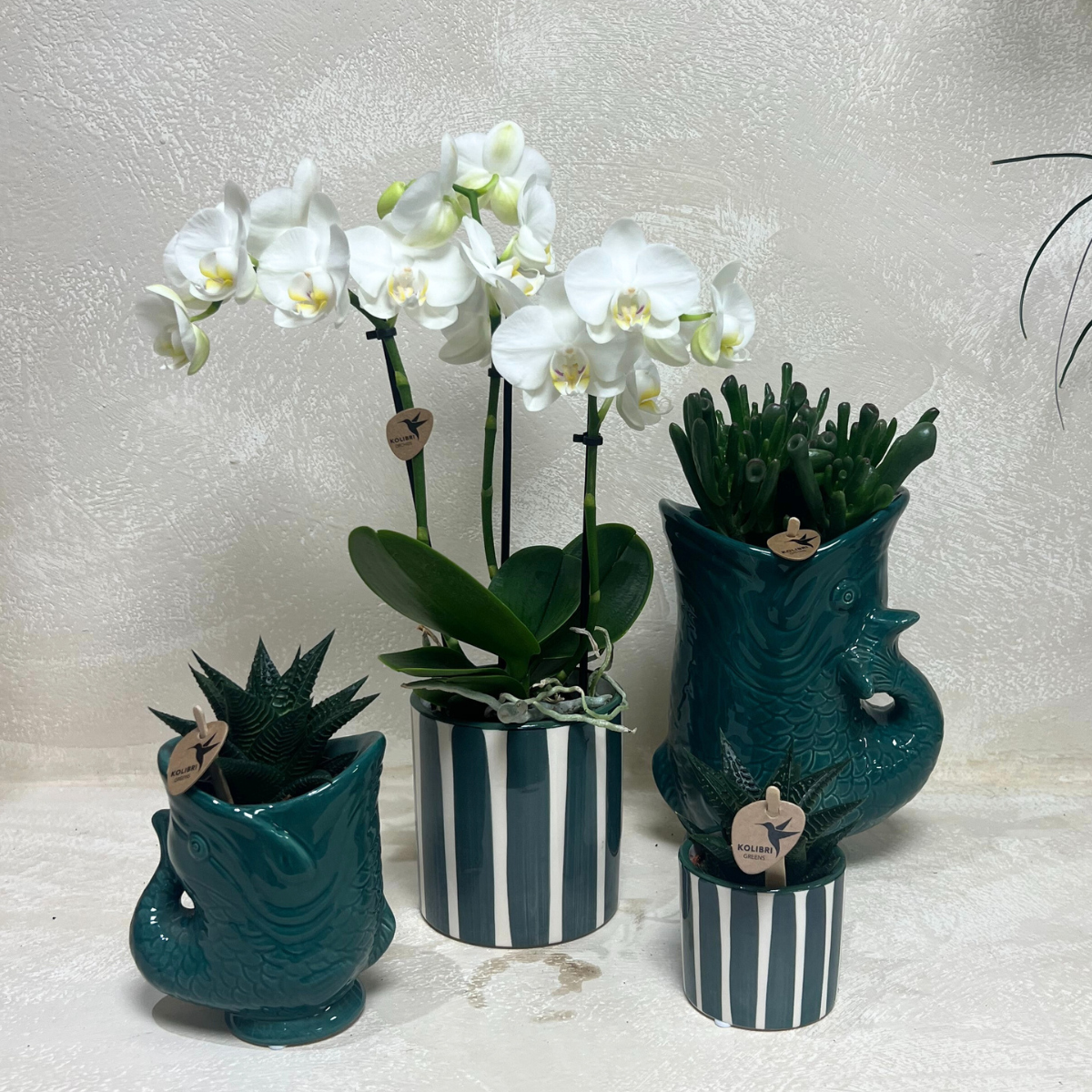 Kolibri Orchids | Set van witte orchidee Amabilis en succulenten in keramieken sierpotten - potmaat Ø9cm & Ø6cm | bloeiende kamerplant - vers van de kweker