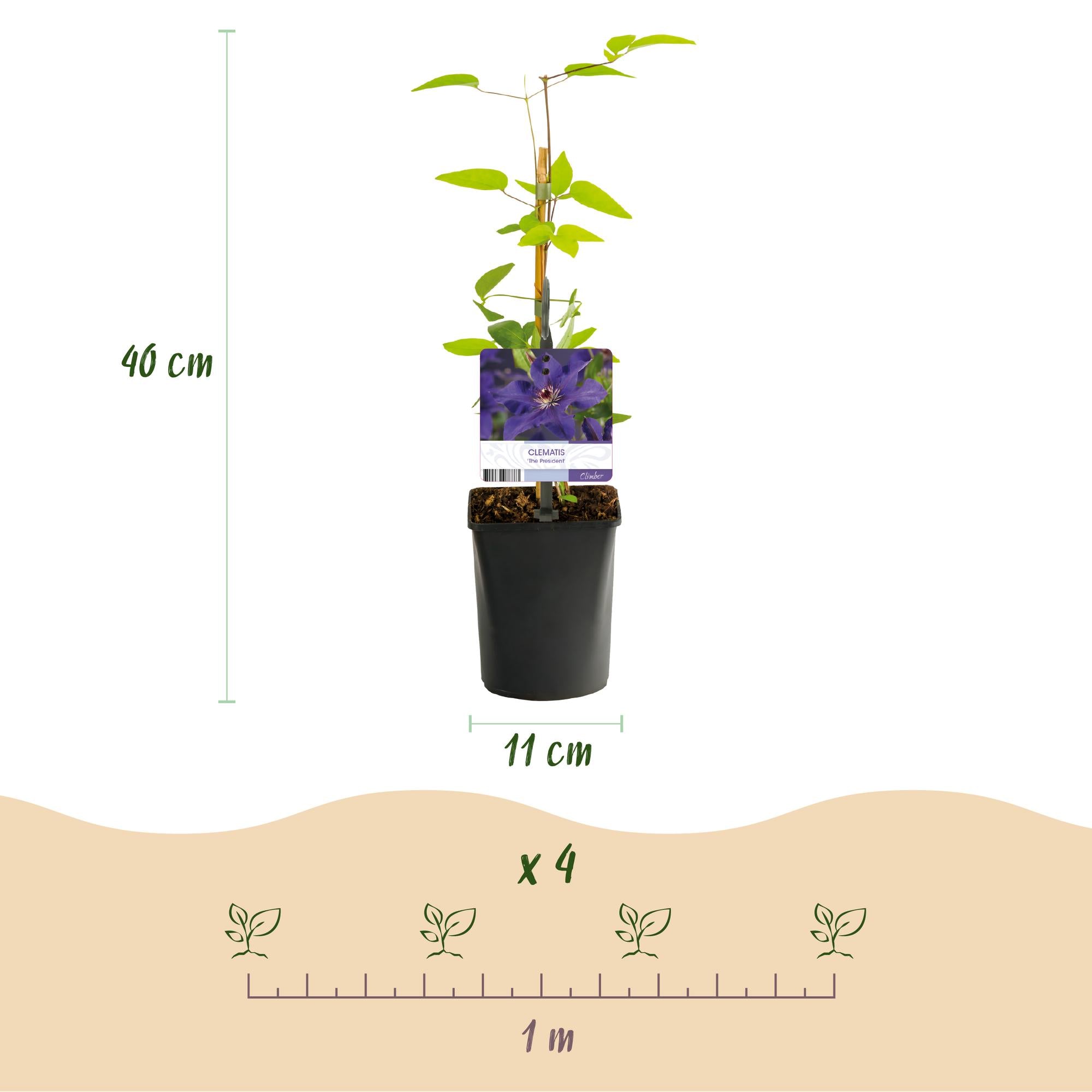 Green boutiQ - Klimplant - Clematis The President - Bloem Roze - Weinig onderhoud -2 planten -  Pot 11cm Hoogte 40cm