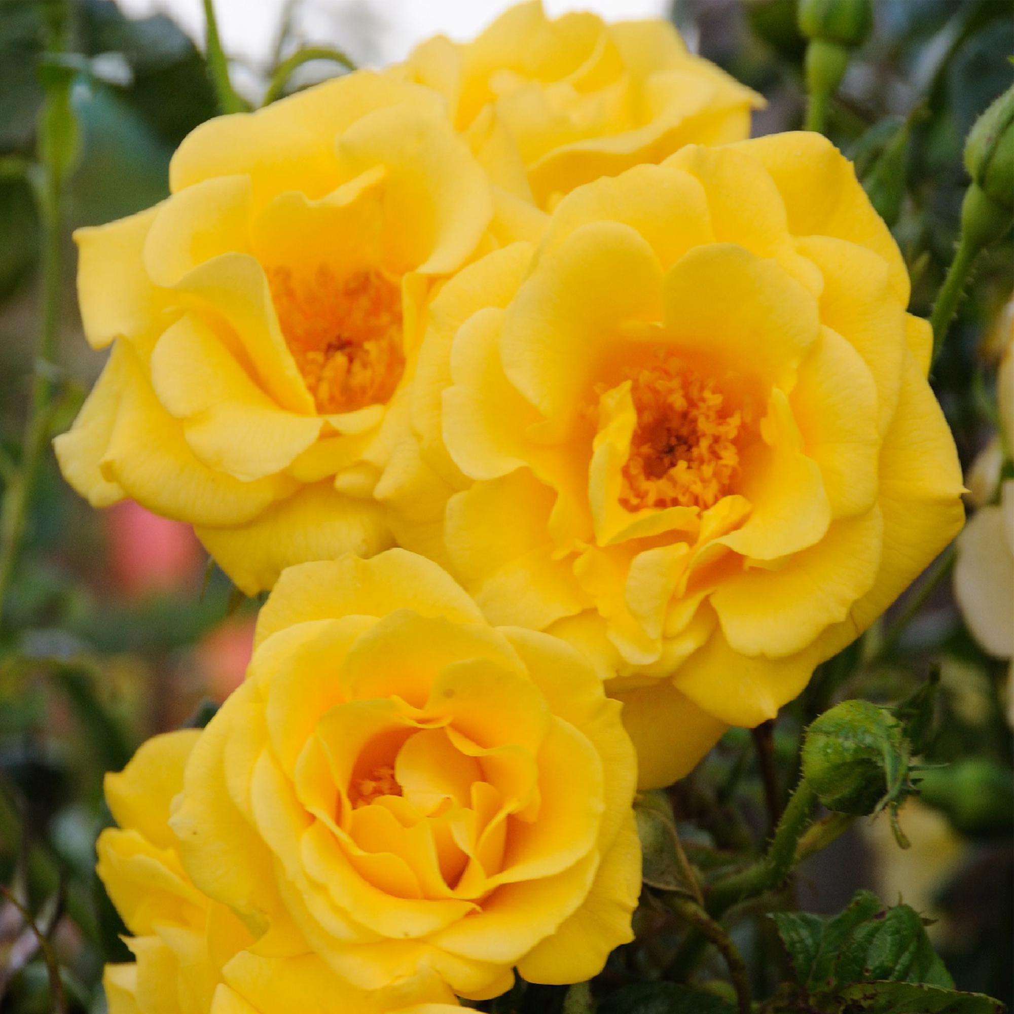 Green boutiQ - Klimroos - Rosa Spring Queen -Bloem  Geel - Weinig onderhoud - 2 planten - Pot 11cm Hoogte 40cm